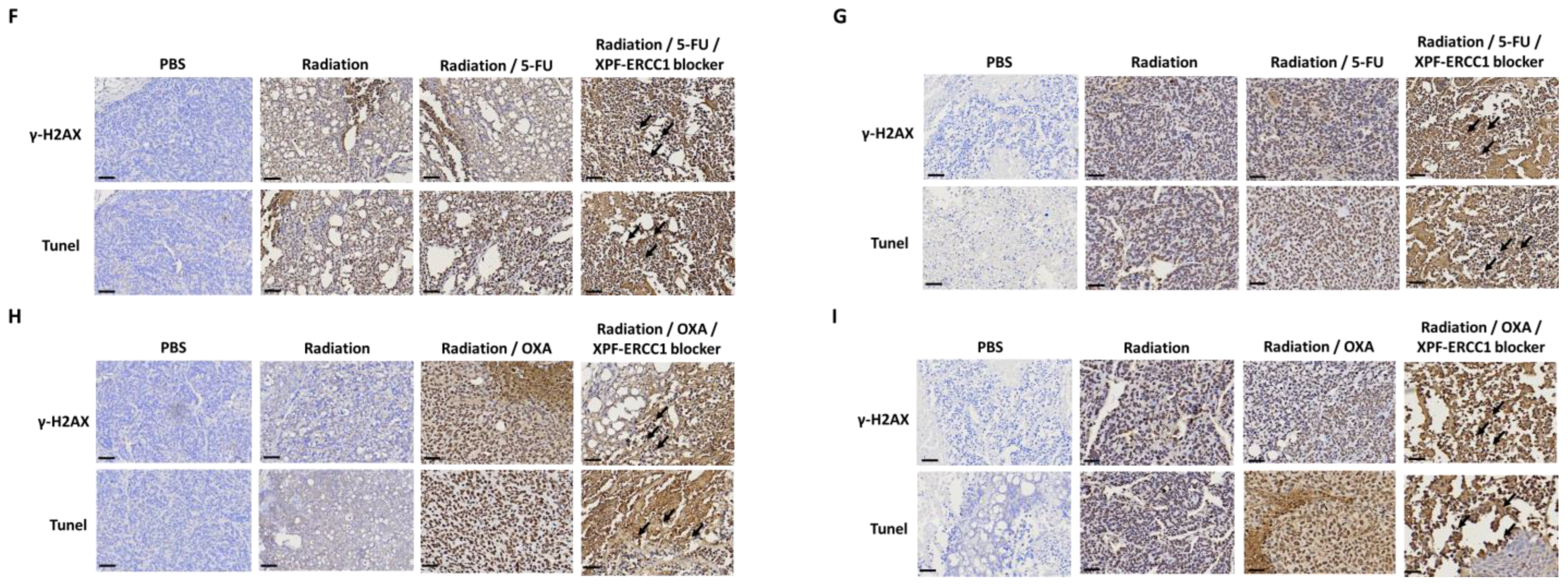 Cells 12 01475 g005b