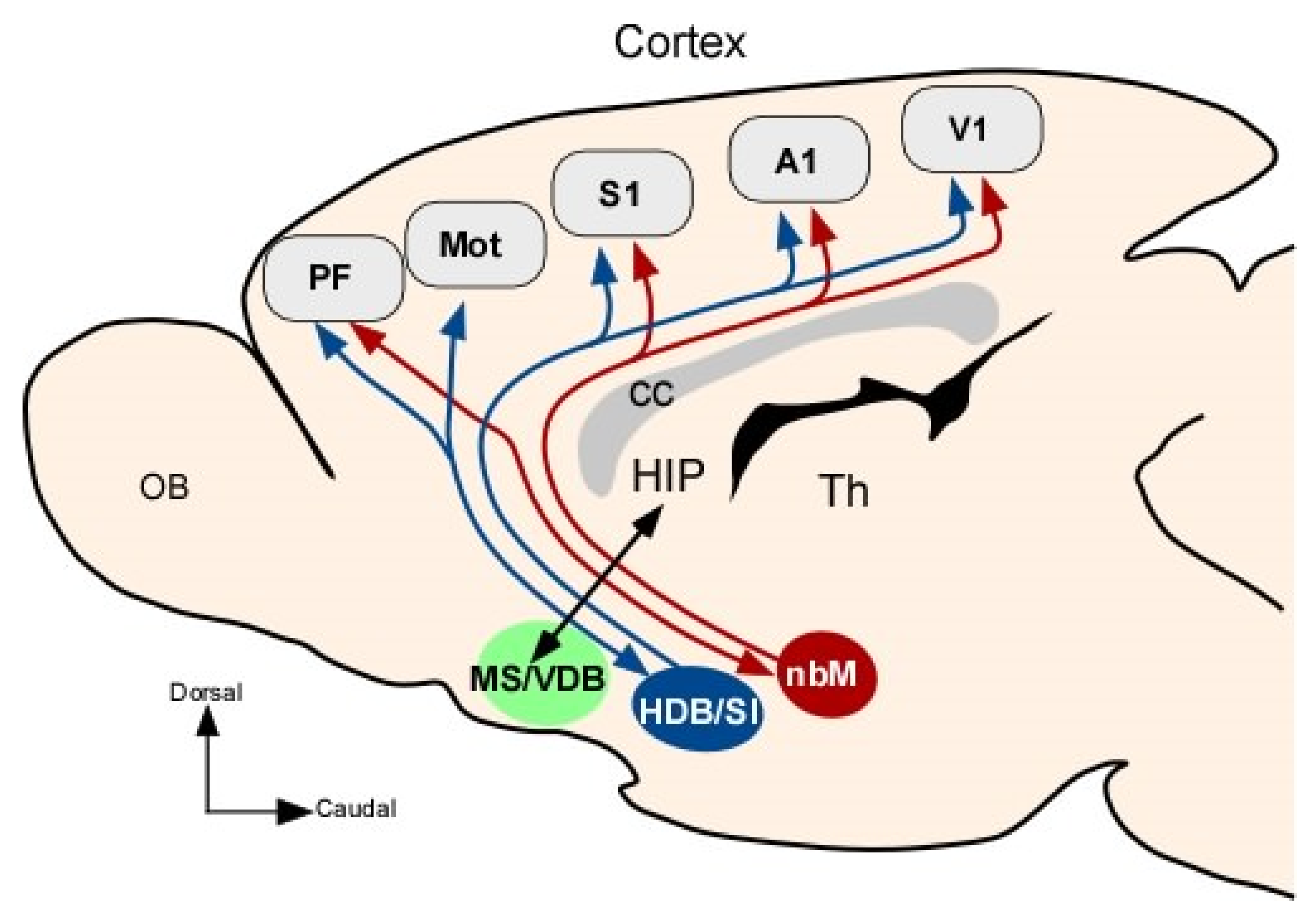 Cells 12 01477 g001 Cells 12 01477 g001