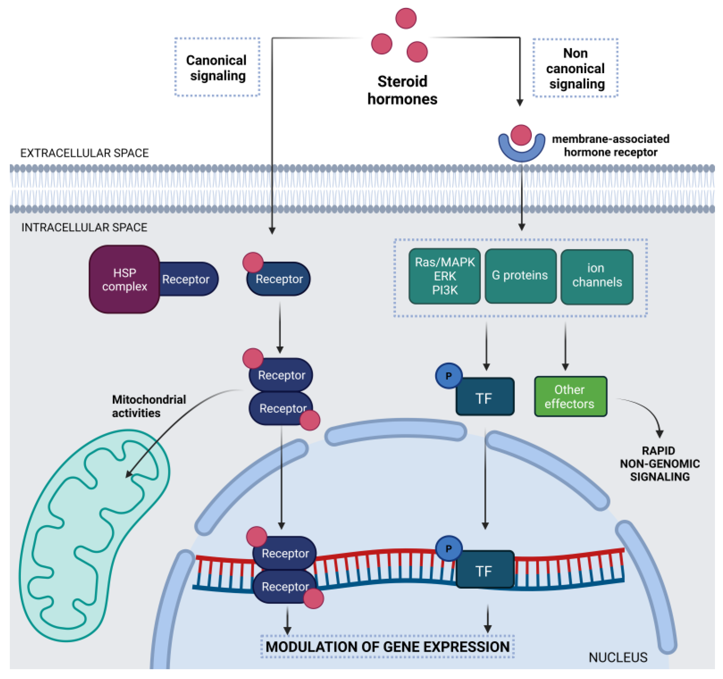 Cells Free Full-Text Sex and Brain The Role of Sex Chromosomes and Hormones in Brain Development and Parkinsonandrsquo;s Disease