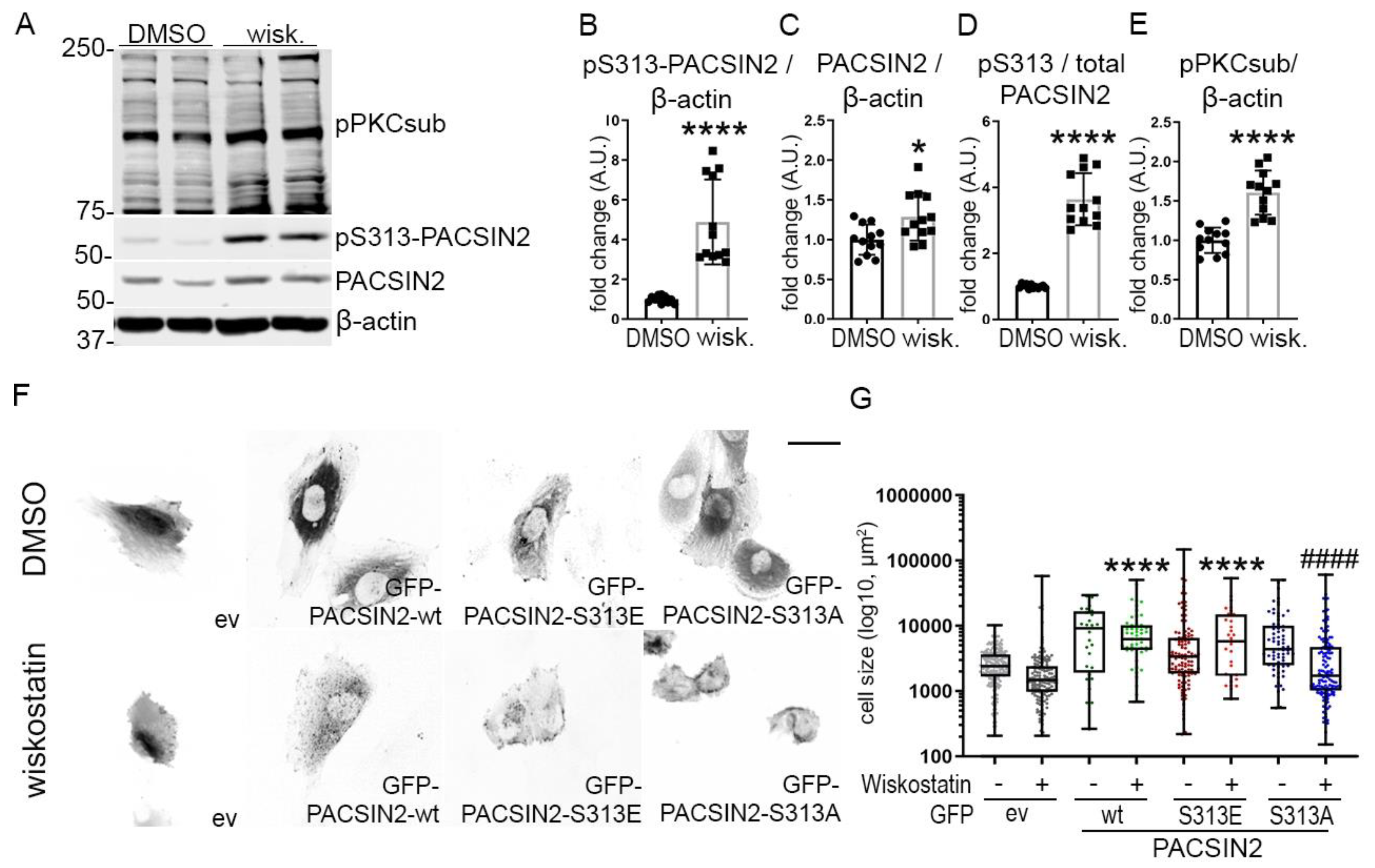 Cells 12 01487 g006 Cells 12 01487 g006