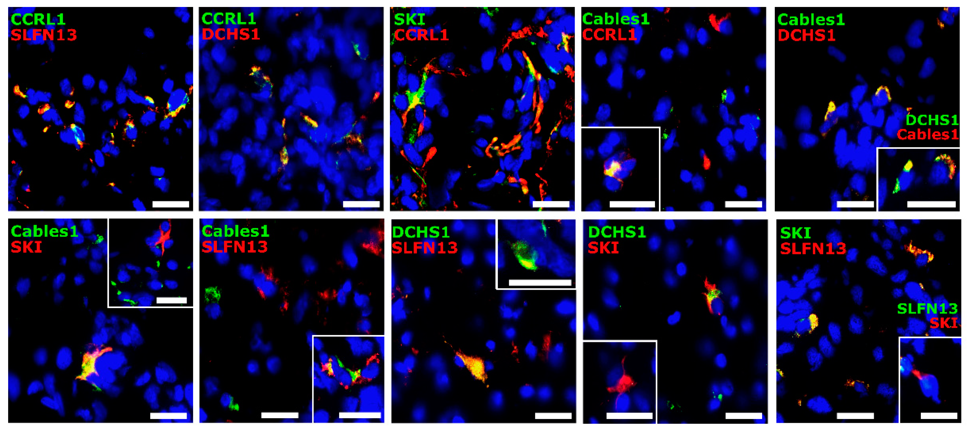 Cells 12 01491 g003 Cells 12 01491 g003