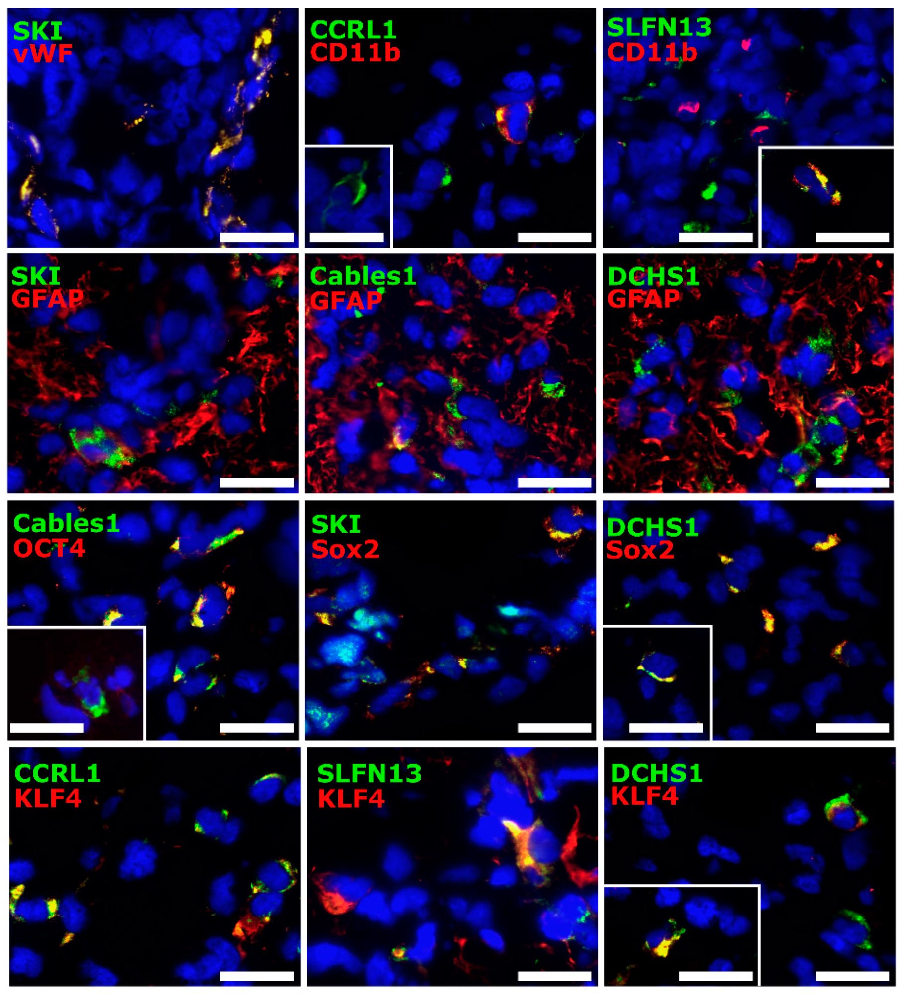 Cells 12 01491 g004 Cells 12 01491 g004