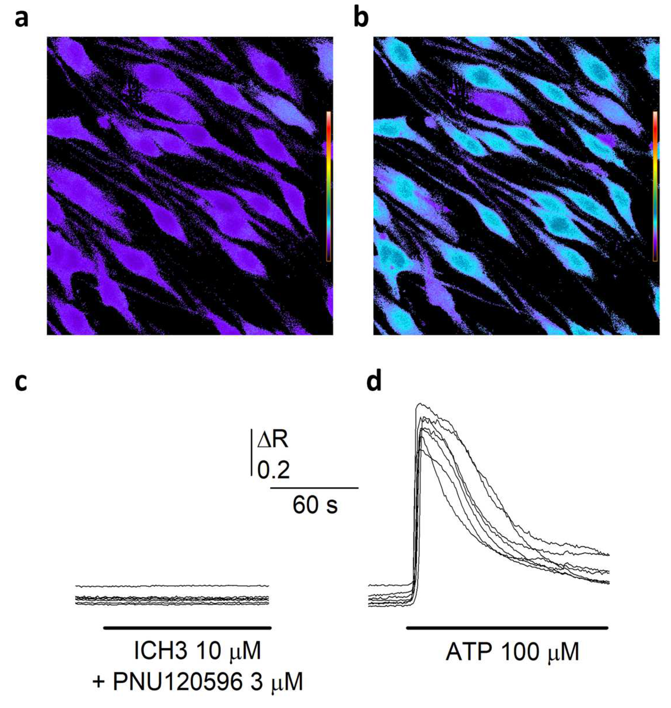 Cells 12 01494 g002 Cells 12 01494 g002