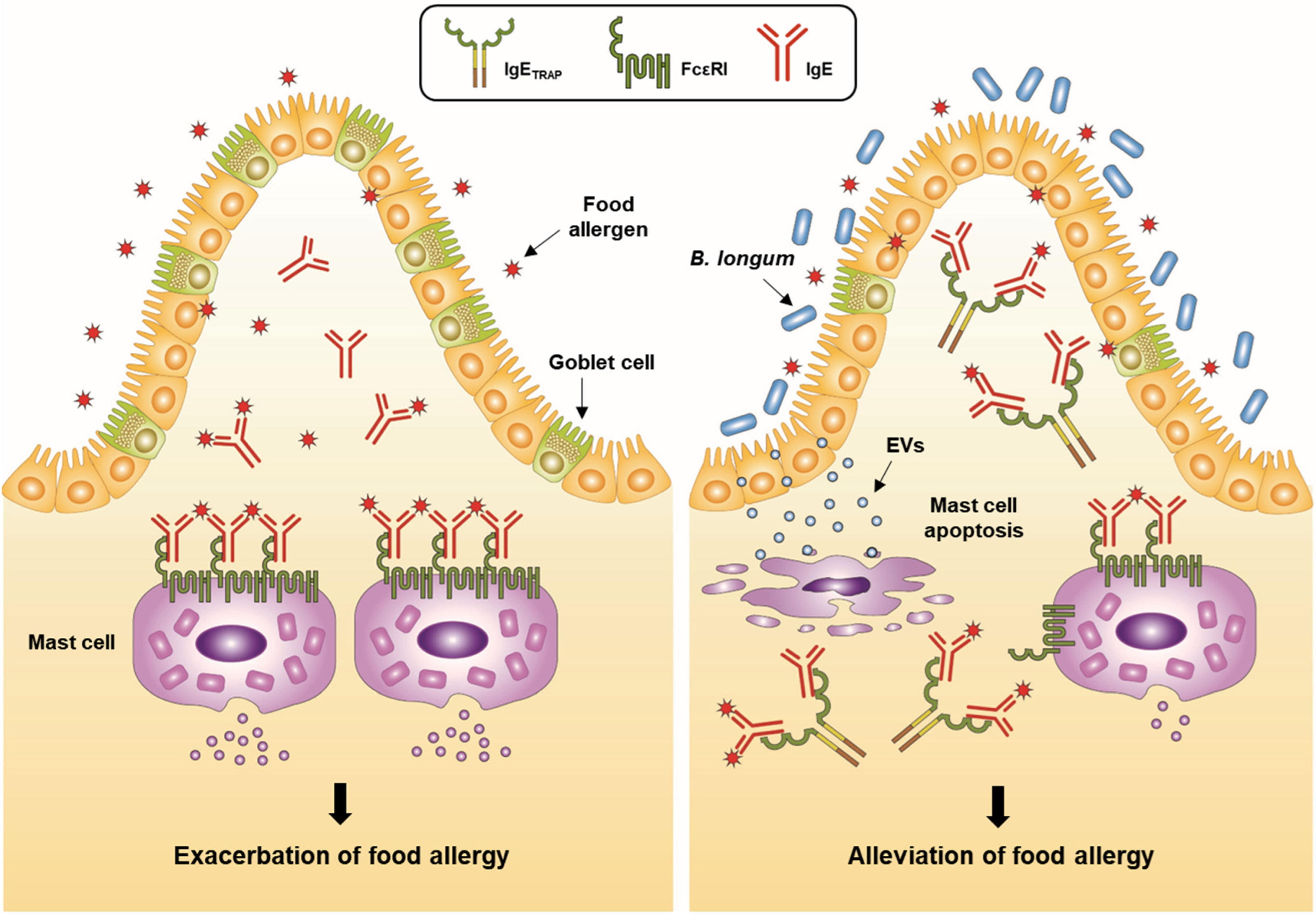 Cells 12 01506 g002 Cells 12 01506 g002