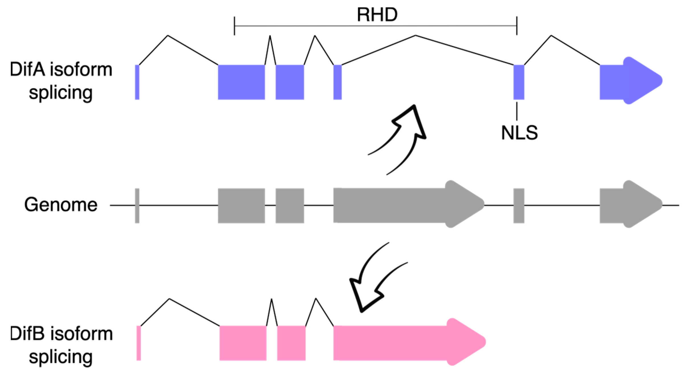 Cells 12 01508 g002 Cells 12 01508 g002
