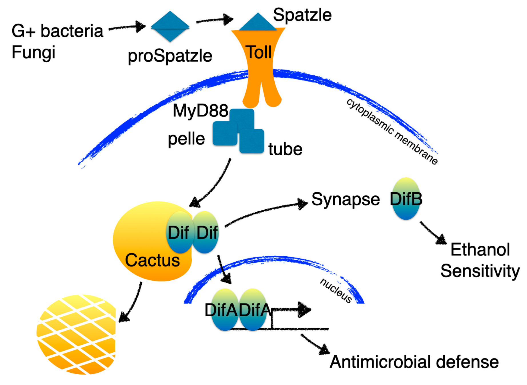 Cells 12 01508 g004 Cells 12 01508 g004