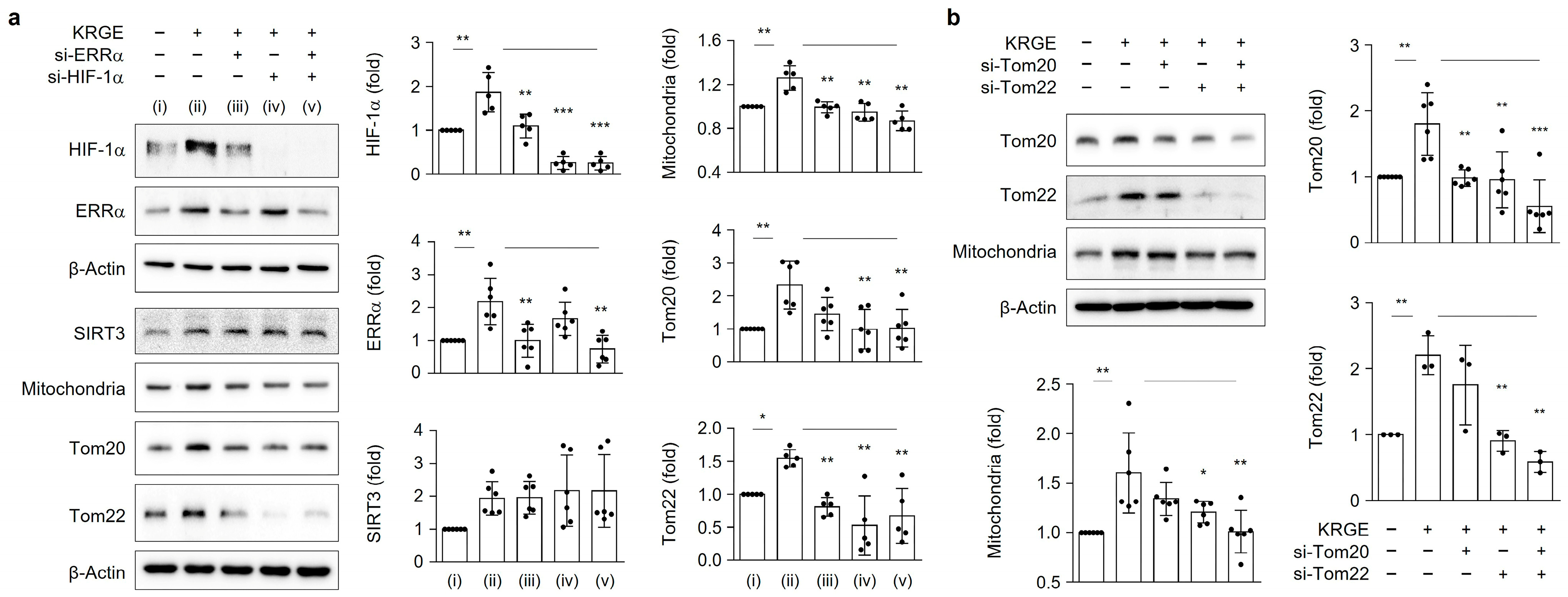 Cells 12 01512 g005 Cells 12 01512 g005