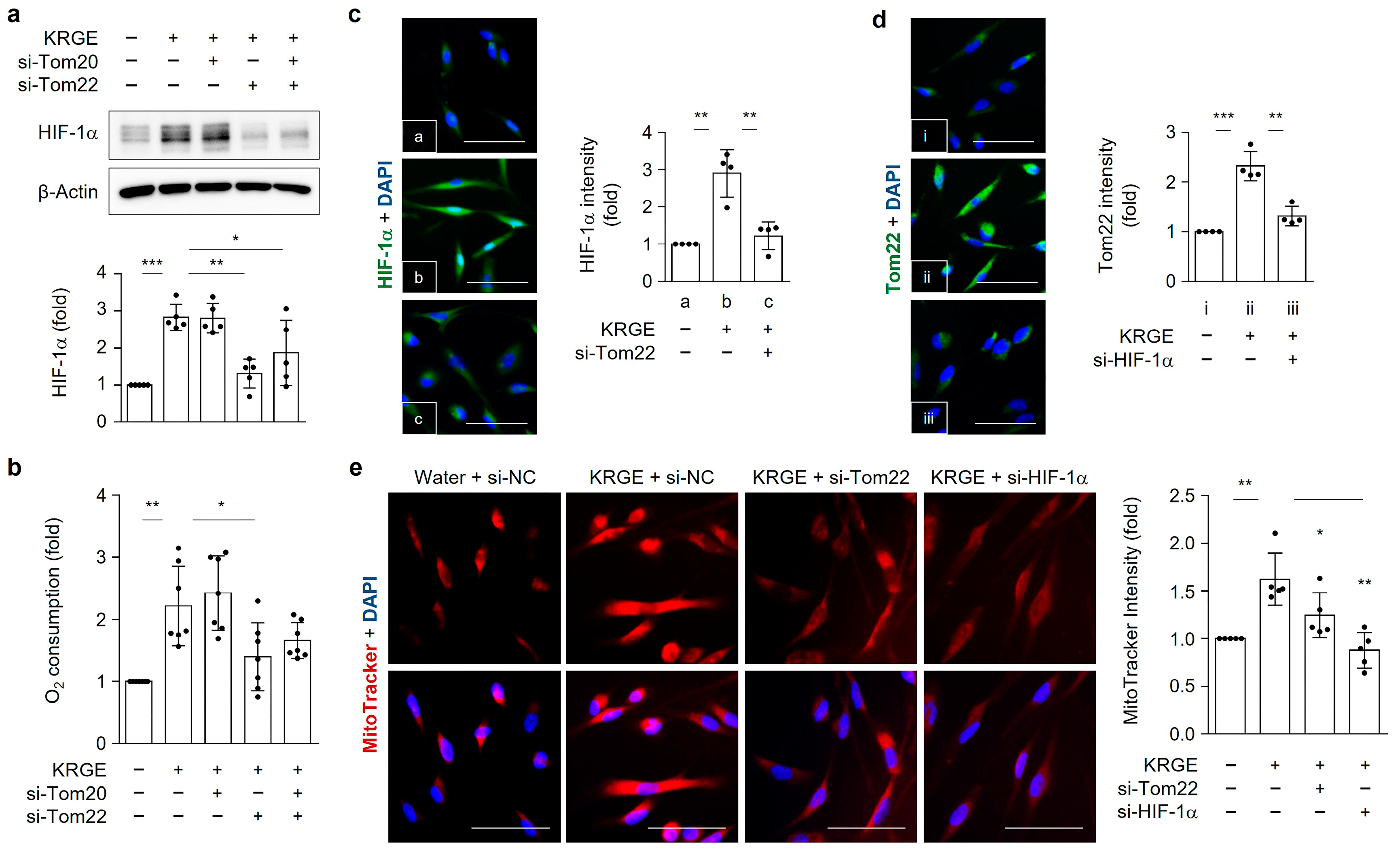 Cells 12 01512 g007 Cells 12 01512 g007