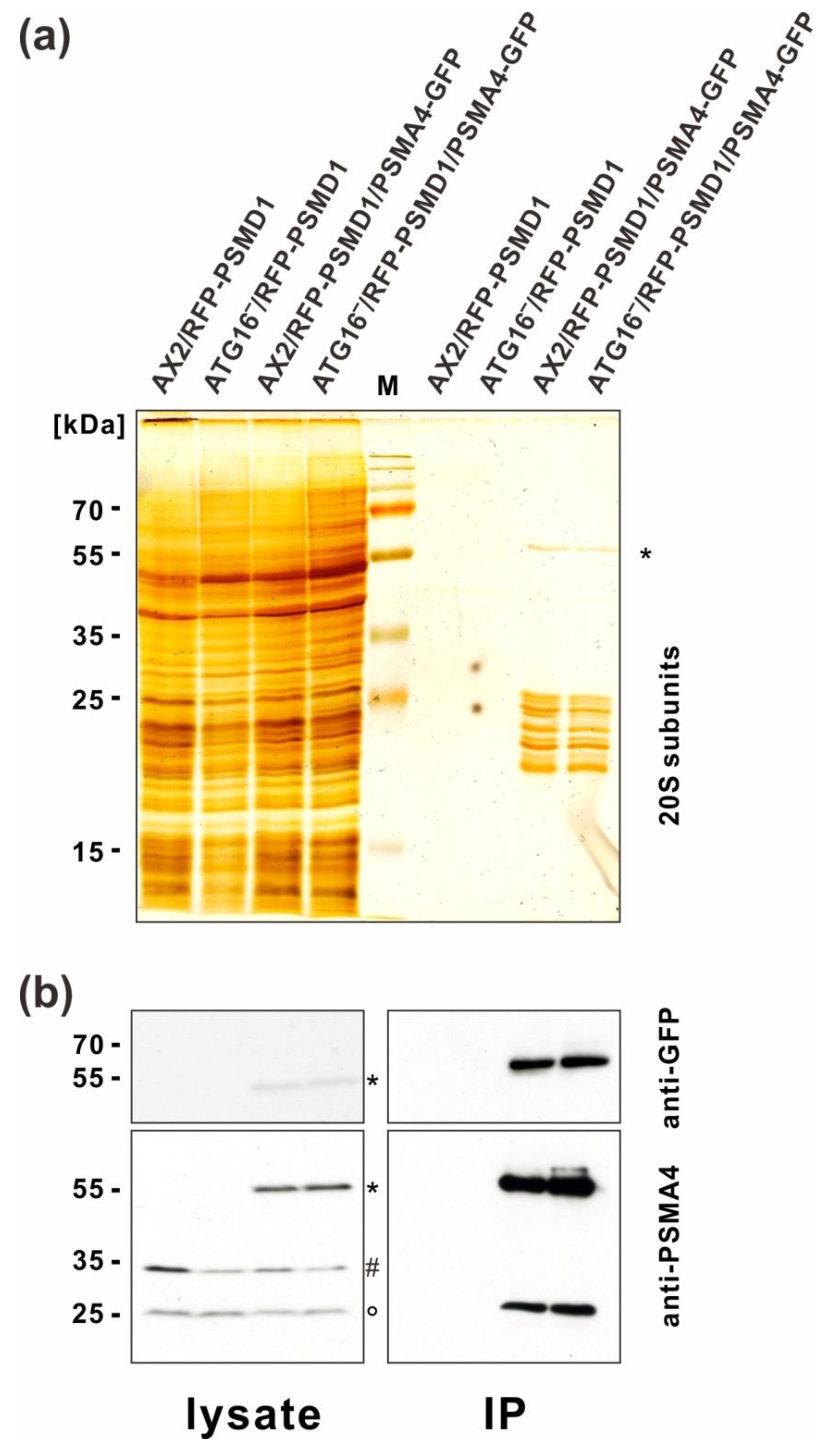 Cells 12 01514 g003
