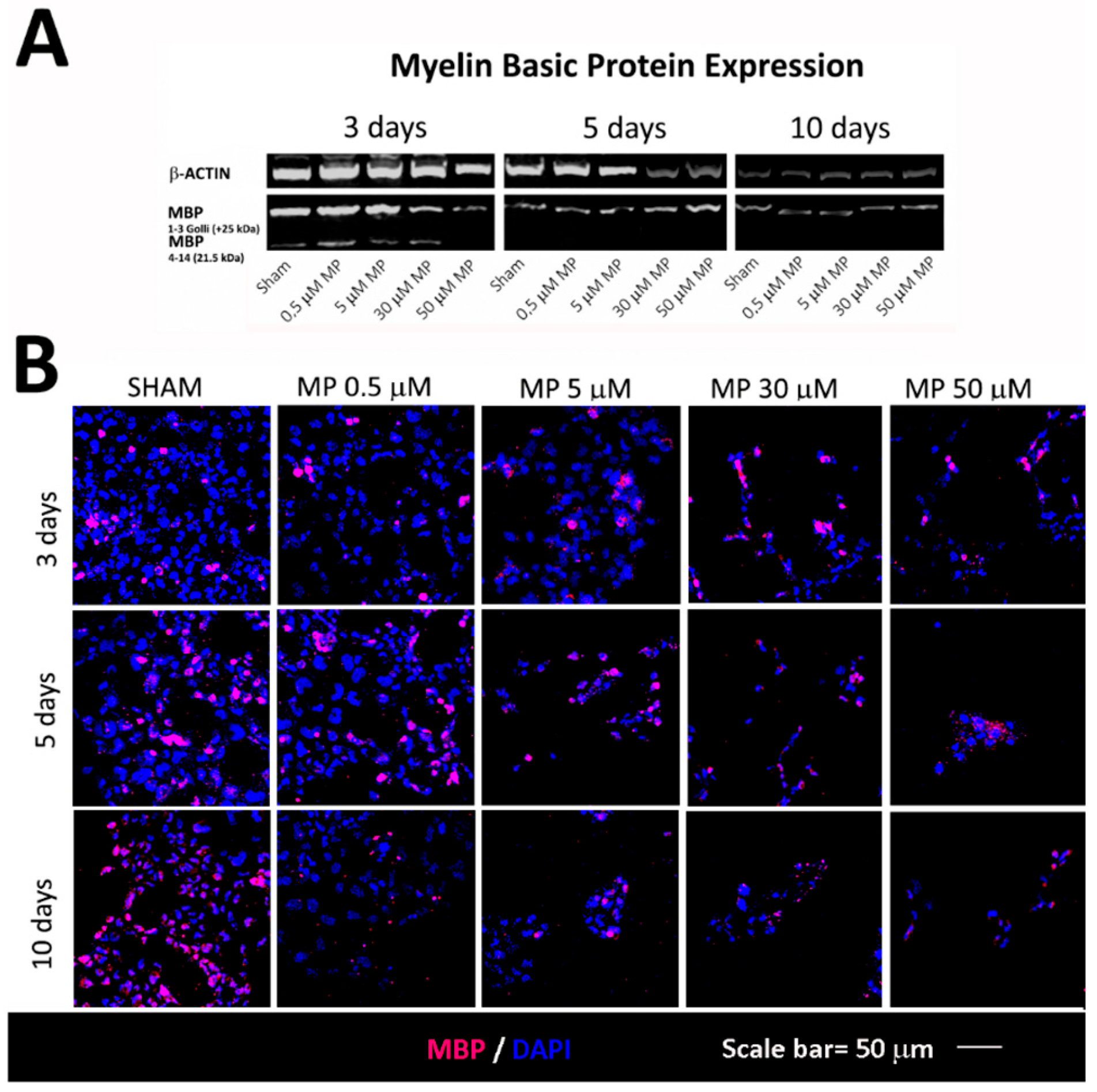 Cells 12 01515 g005 Cells 12 01515 g005