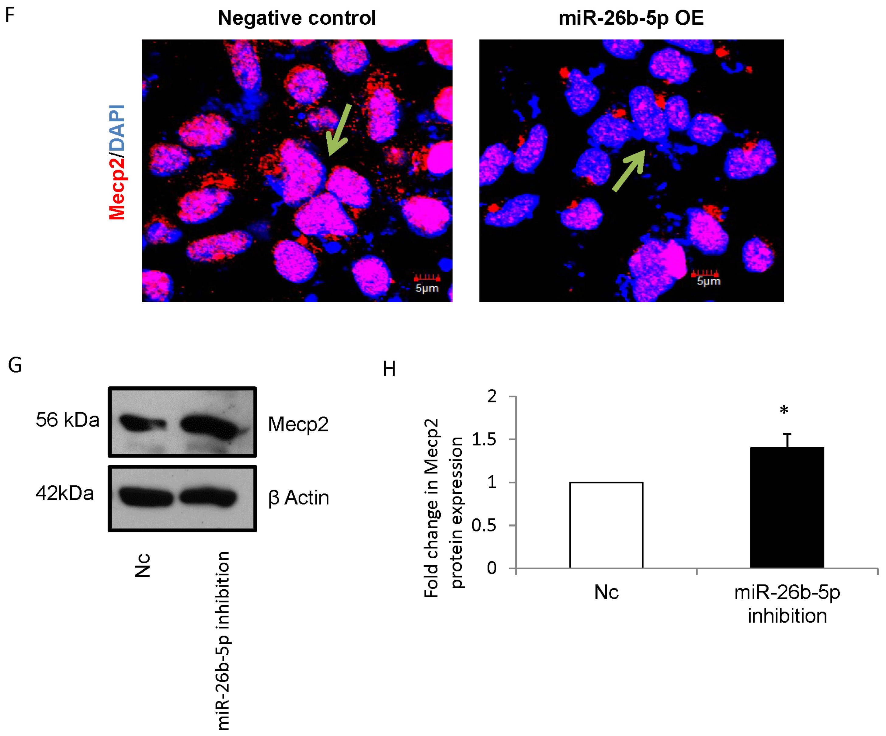 Cells 12 01516 g002b Cells 12 01516 g002b