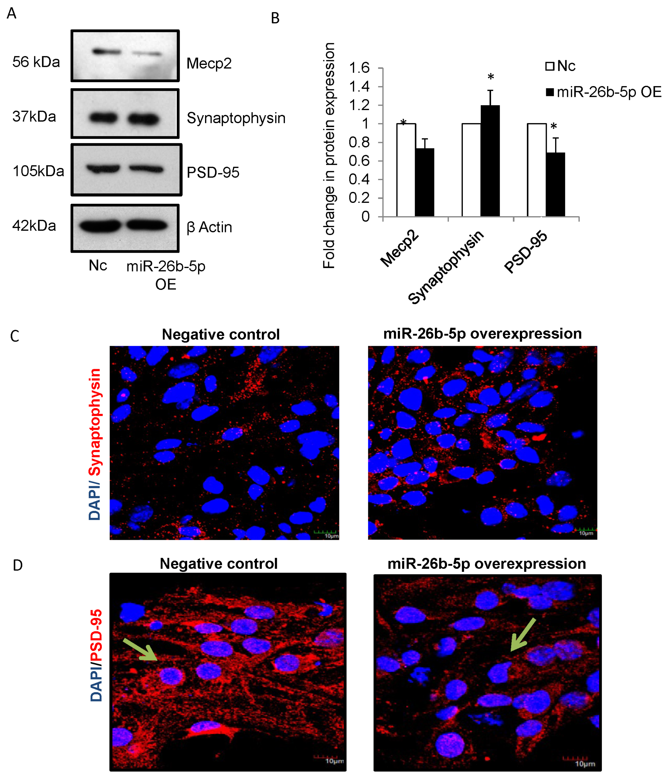 Cells 12 01516 g003a Cells 12 01516 g003a