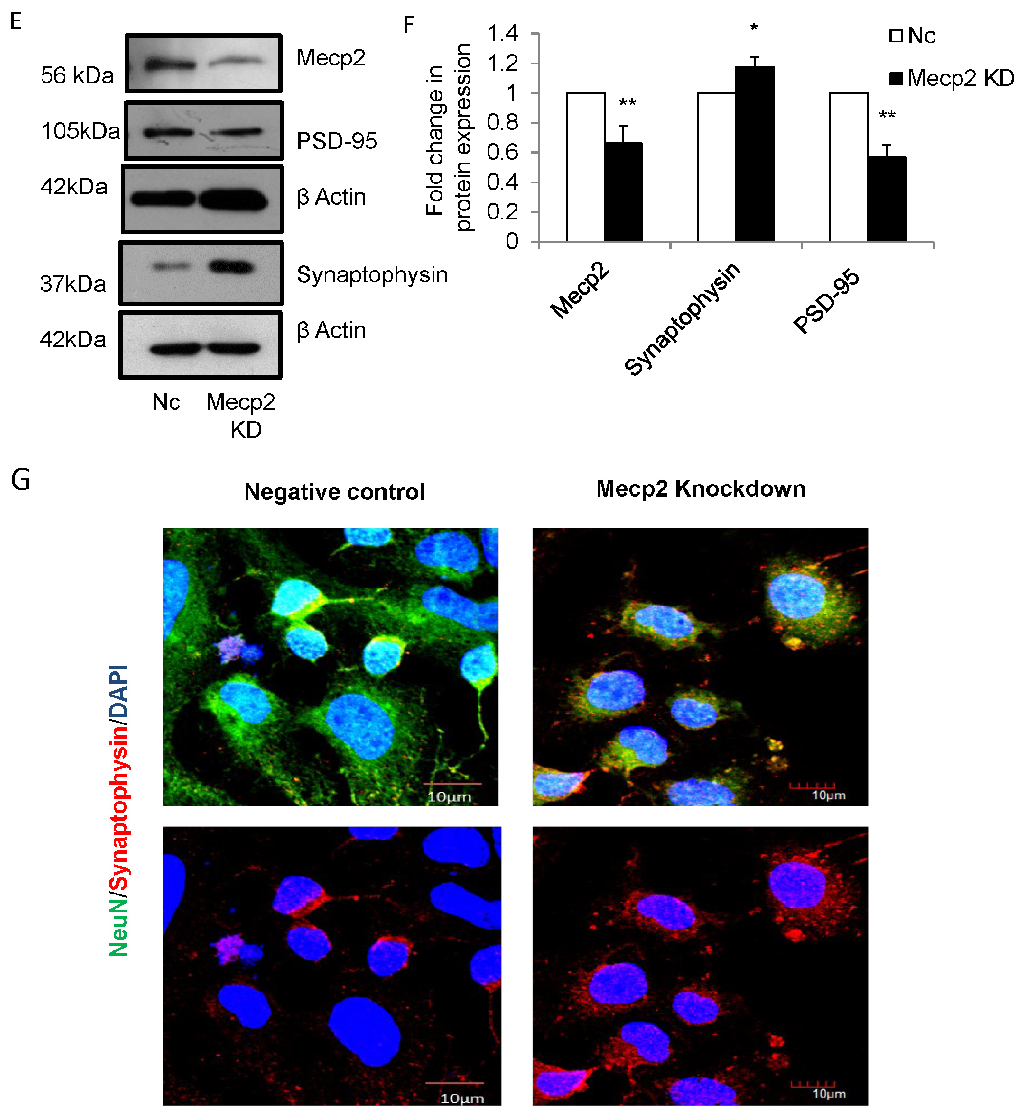 Cells 12 01516 g003b Cells 12 01516 g003b