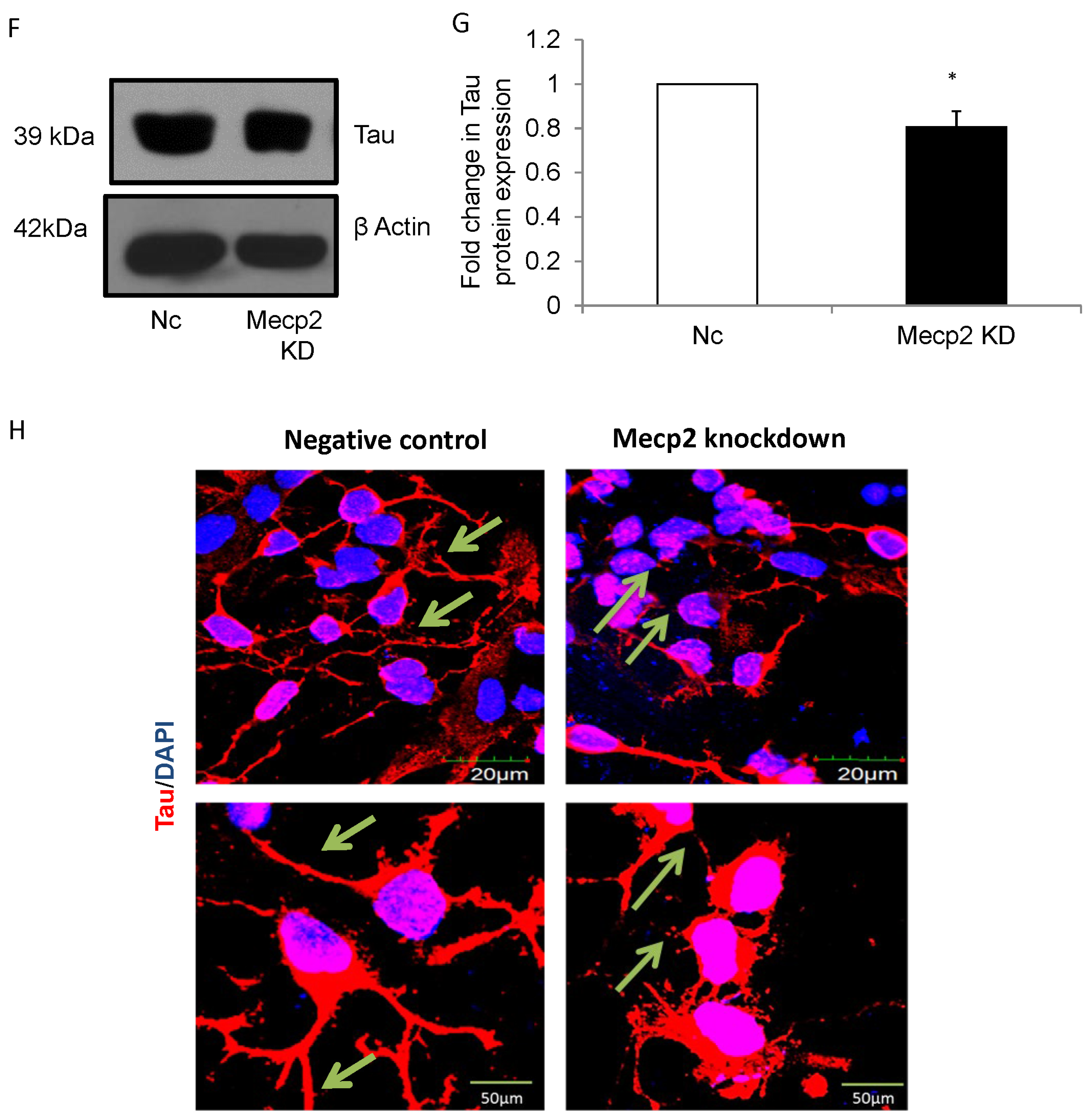 Cells 12 01516 g004b Cells 12 01516 g004b