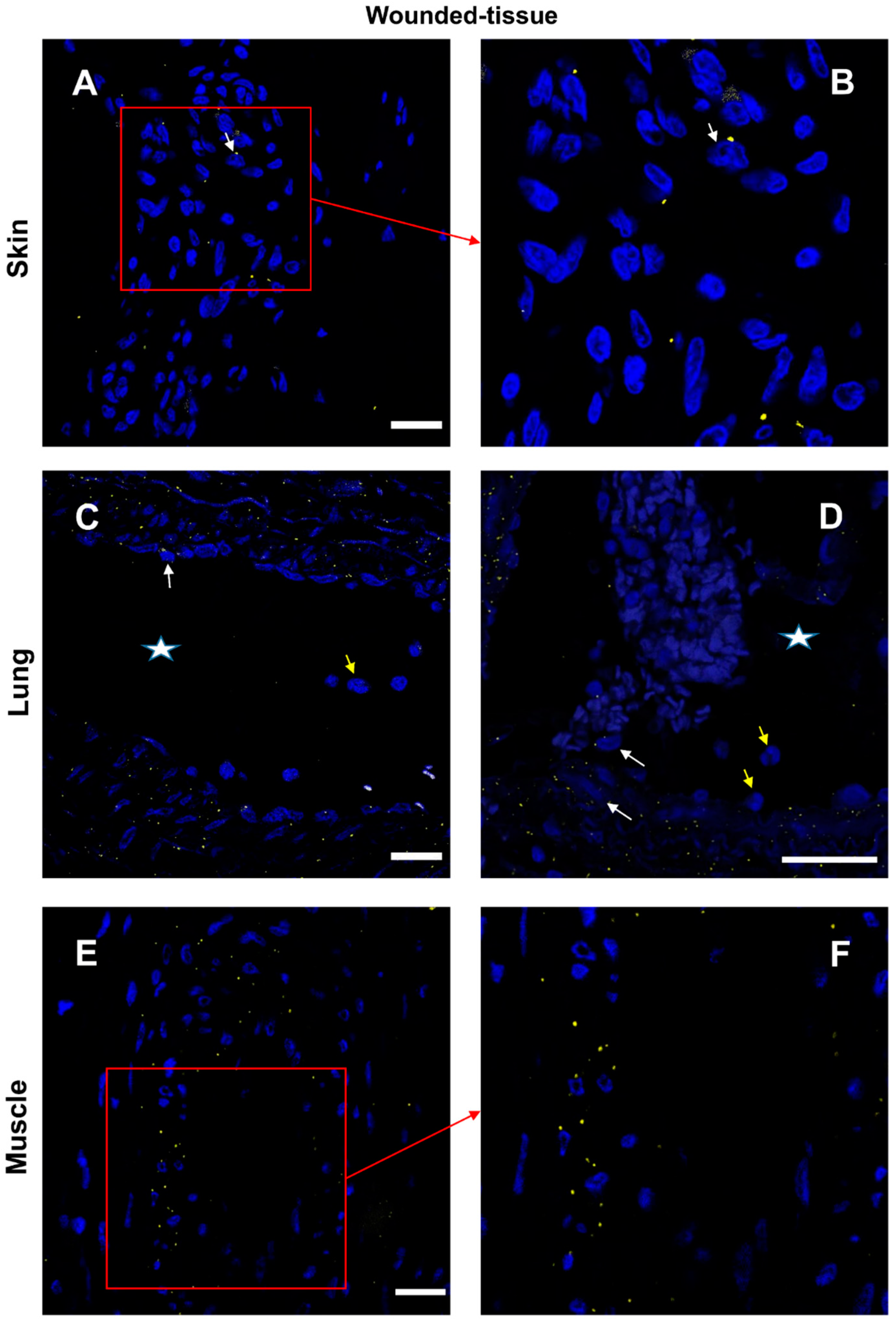 Cells 12 01522 g009 Cells 12 01522 g009