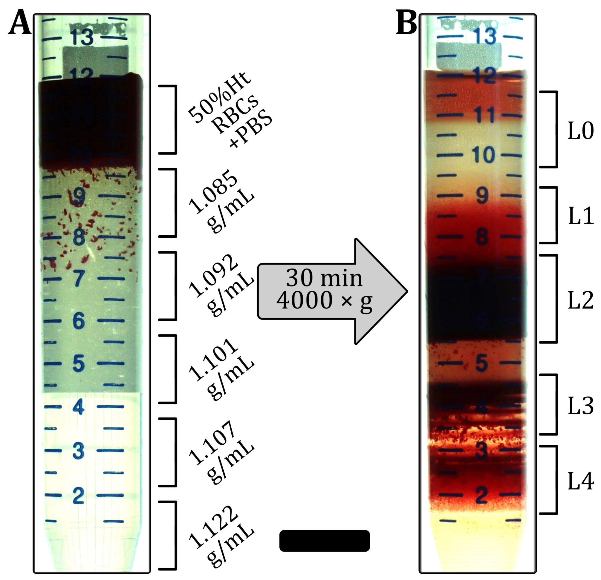 Cells 12 01529 g002 Cells 12 01529 g002