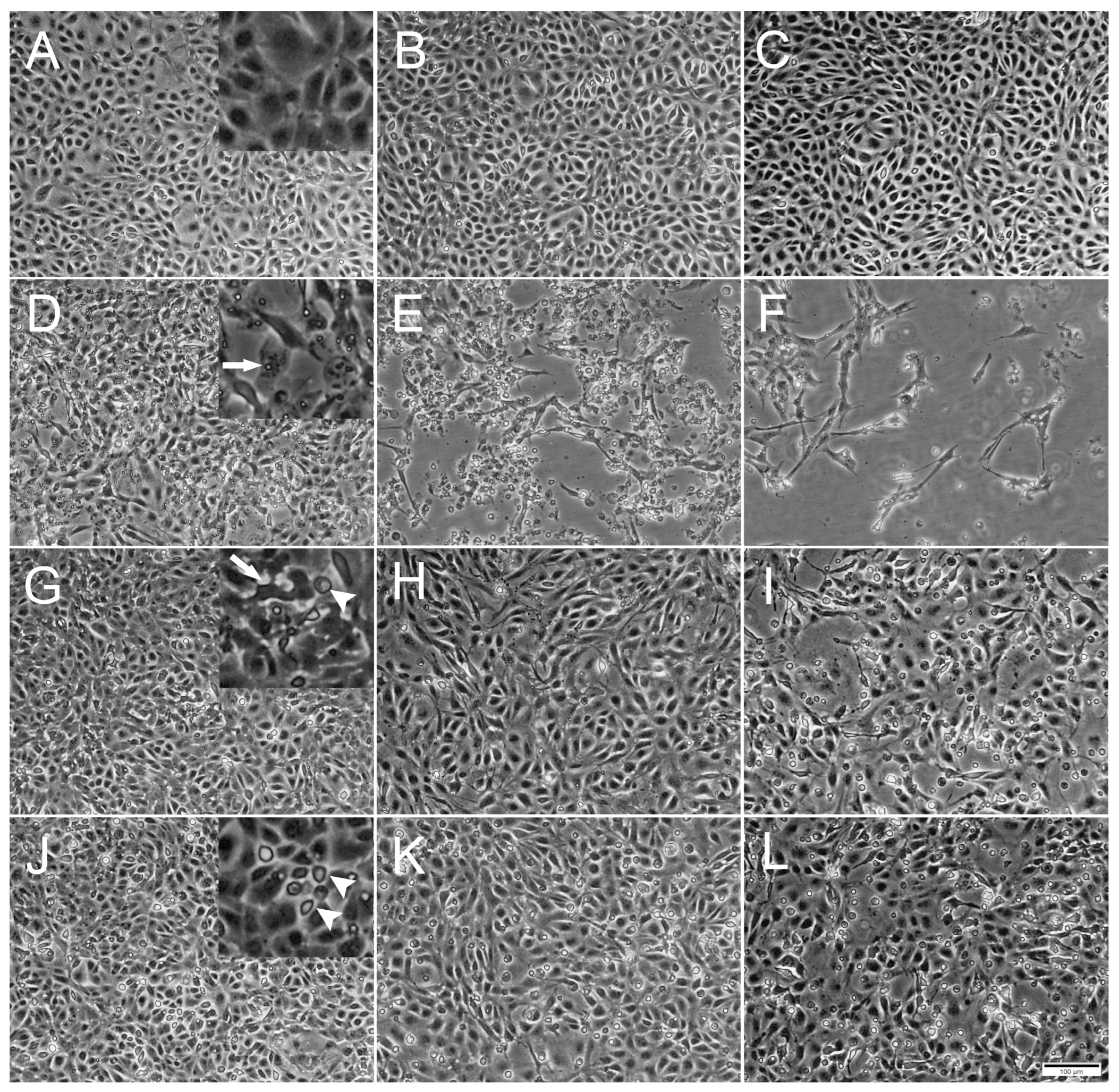 Cells 12 01531 g001 Cells 12 01531 g001