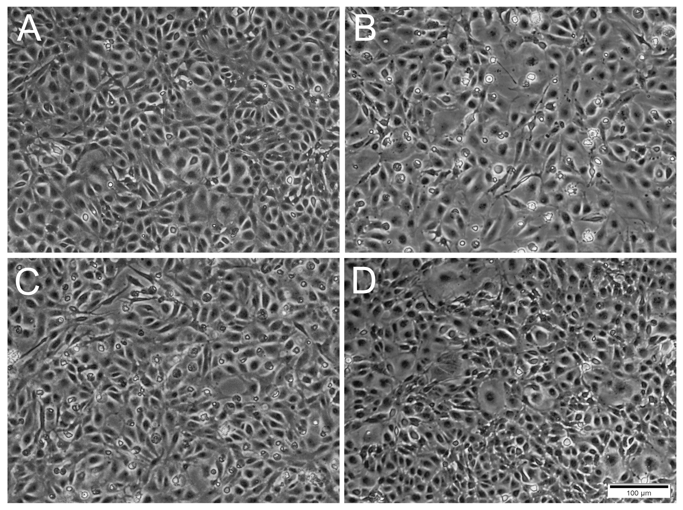 Cells 12 01531 g003 Cells 12 01531 g003