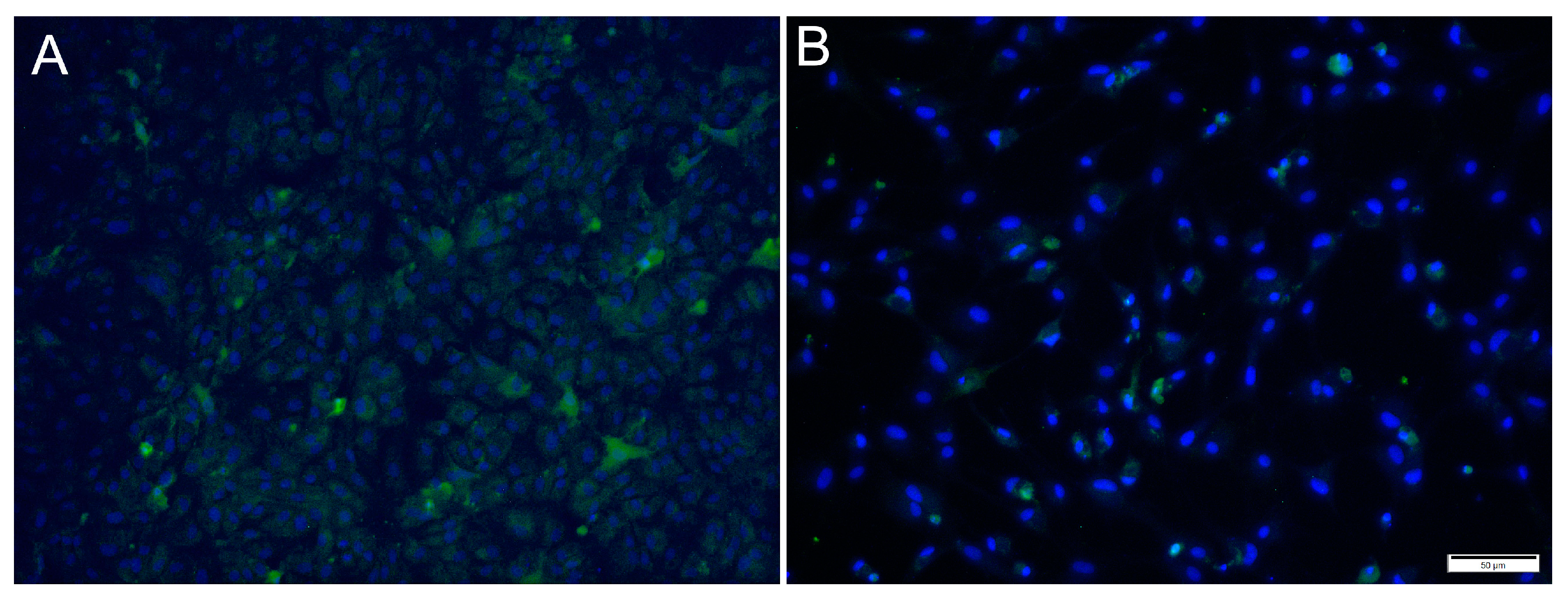Cells 12 01531 g005 Cells 12 01531 g005