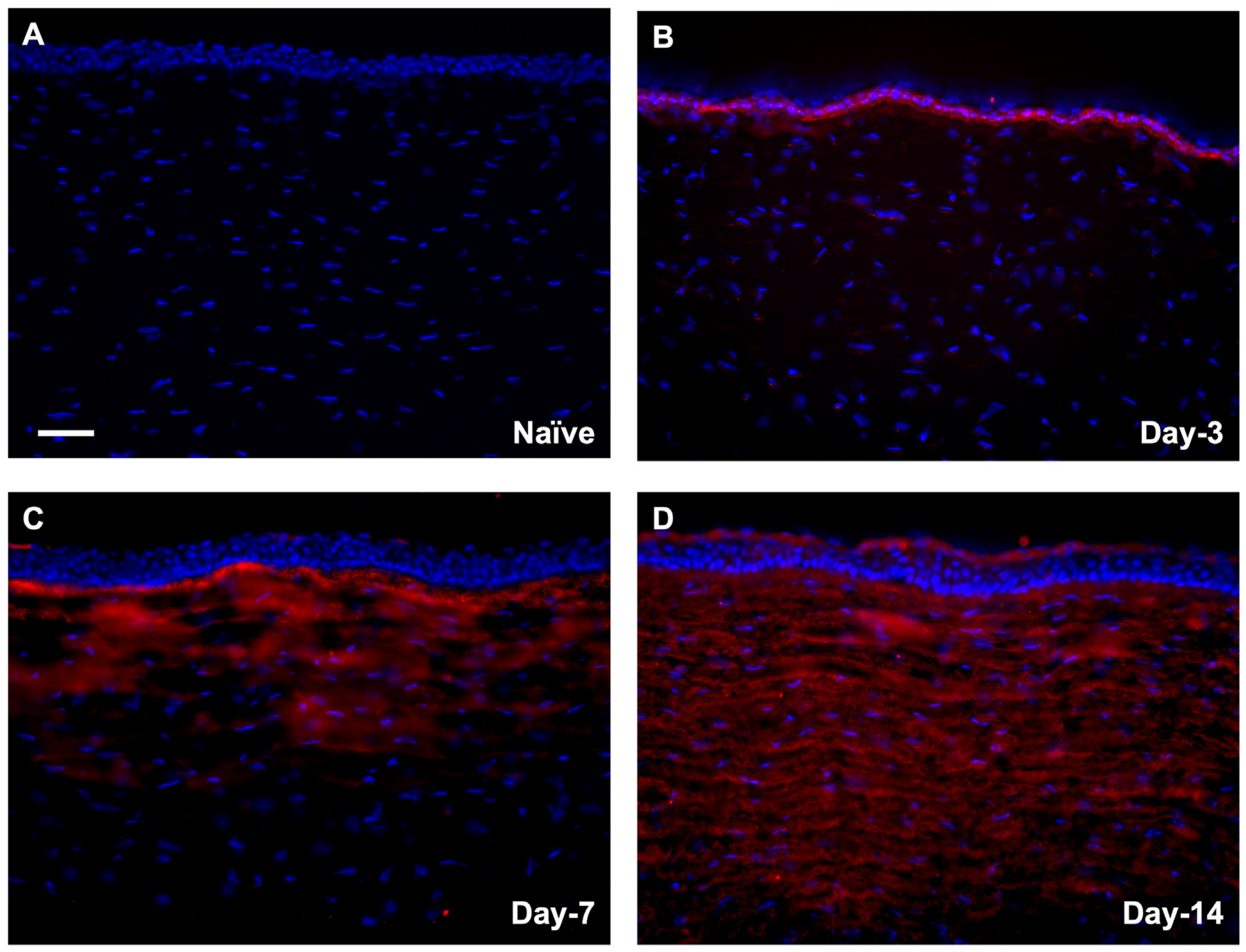 Cells 12 01533 g002 Cells 12 01533 g002