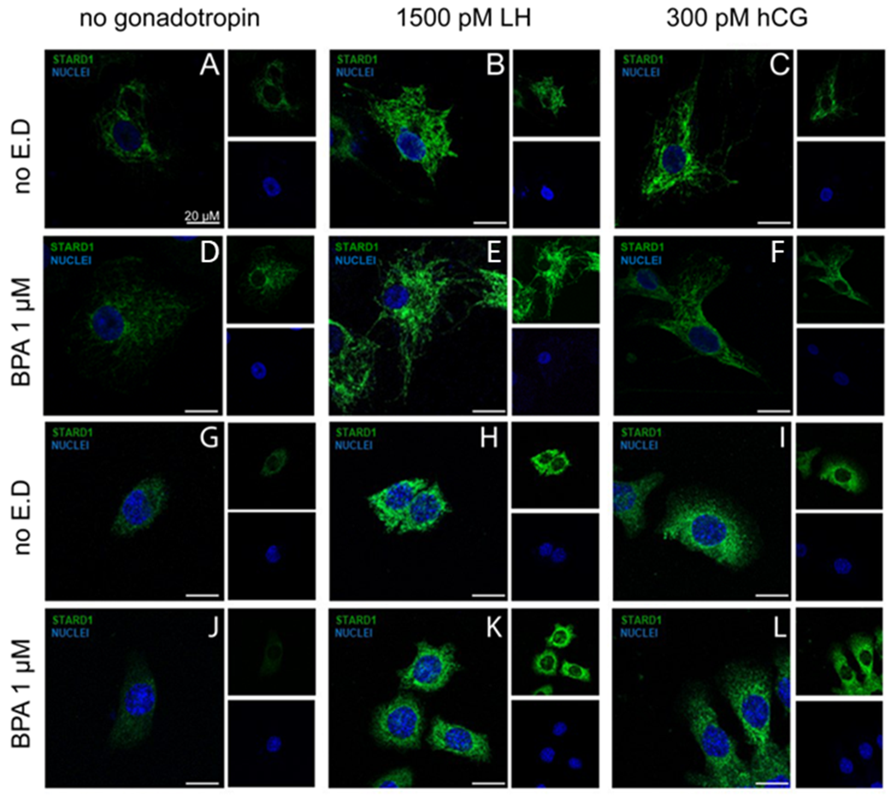 Cells 12 01537 g005 Cells 12 01537 g005