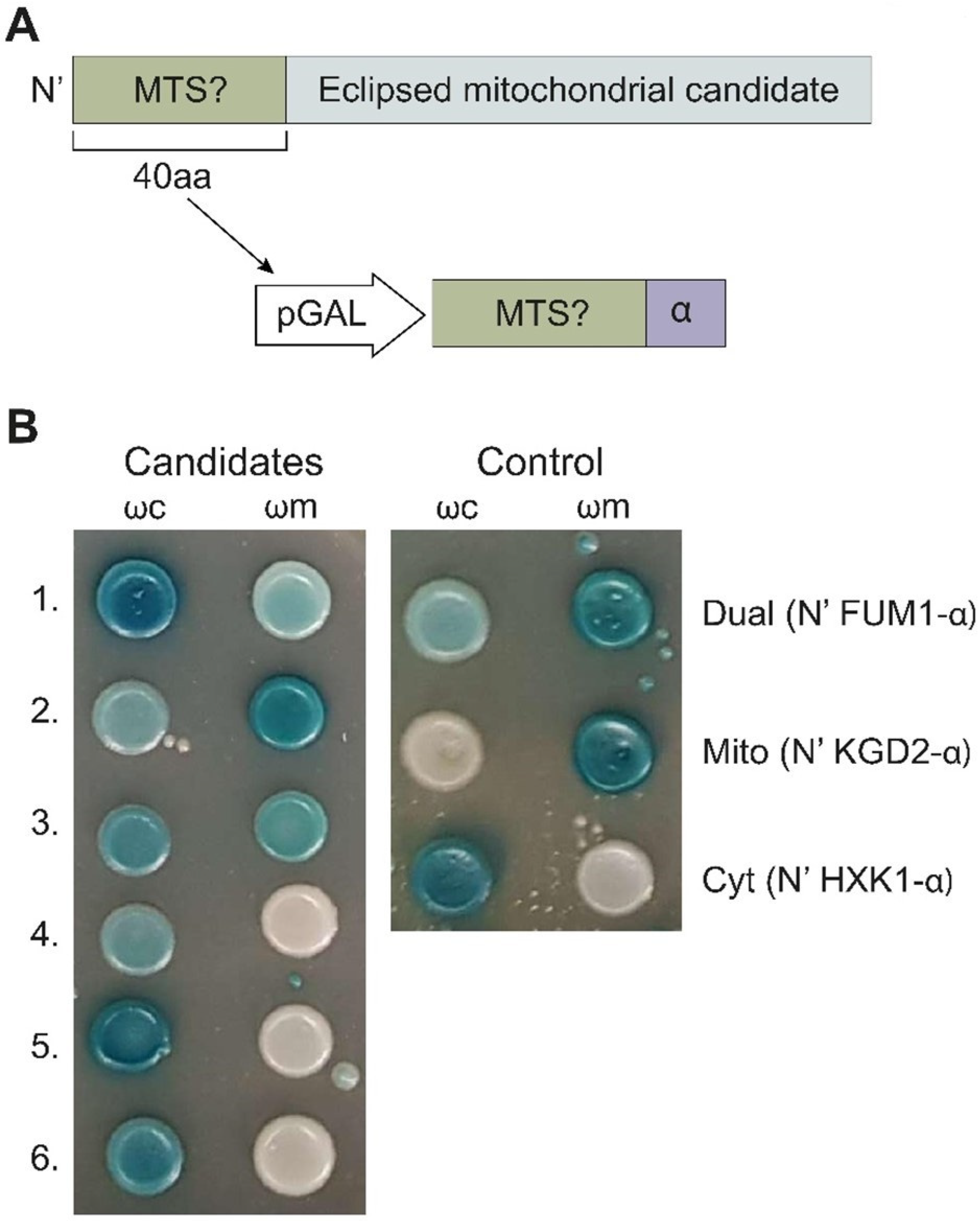 Cells 12 01550 g002 Cells 12 01550 g002