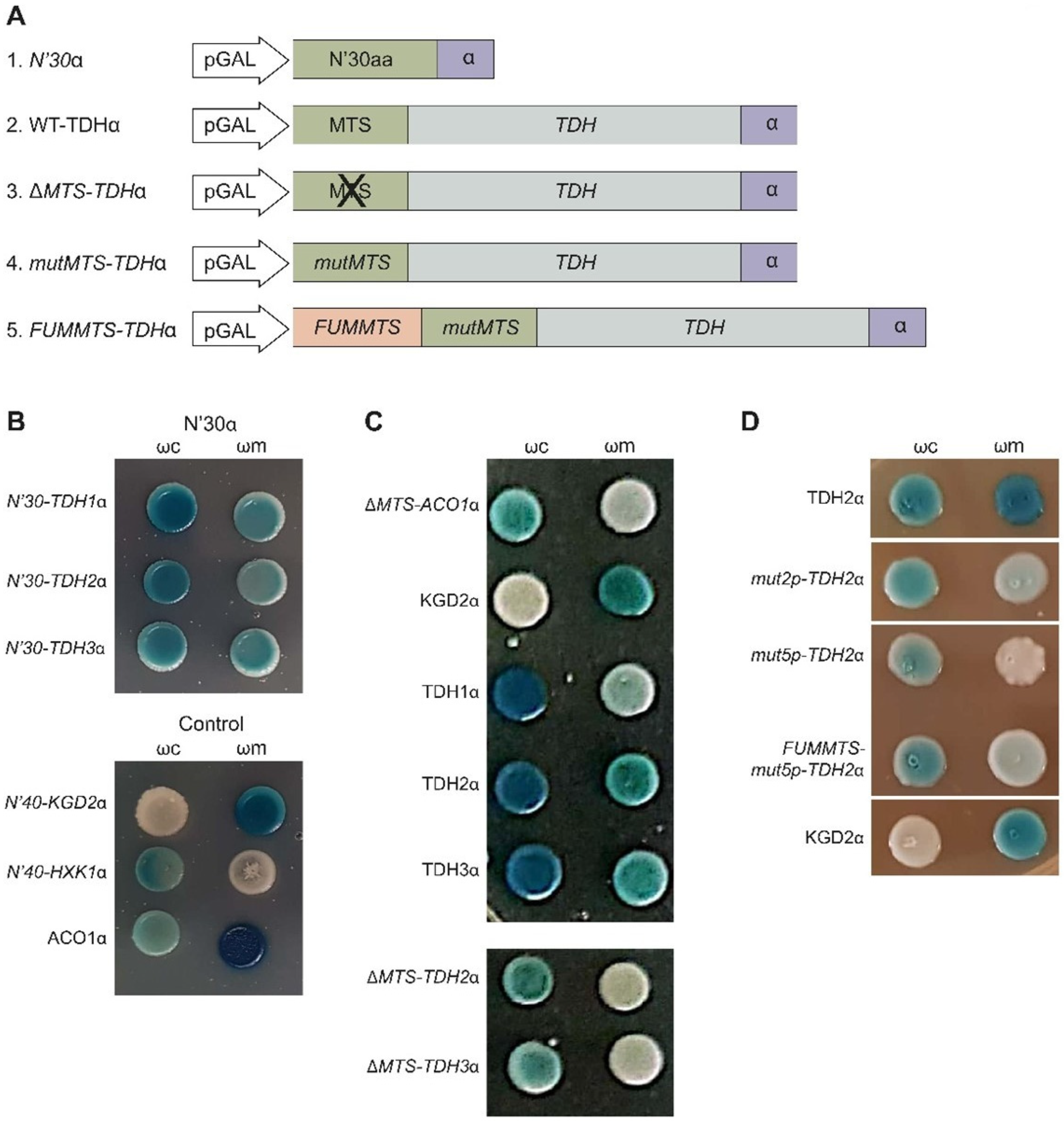 Cells 12 01550 g004 Cells 12 01550 g004