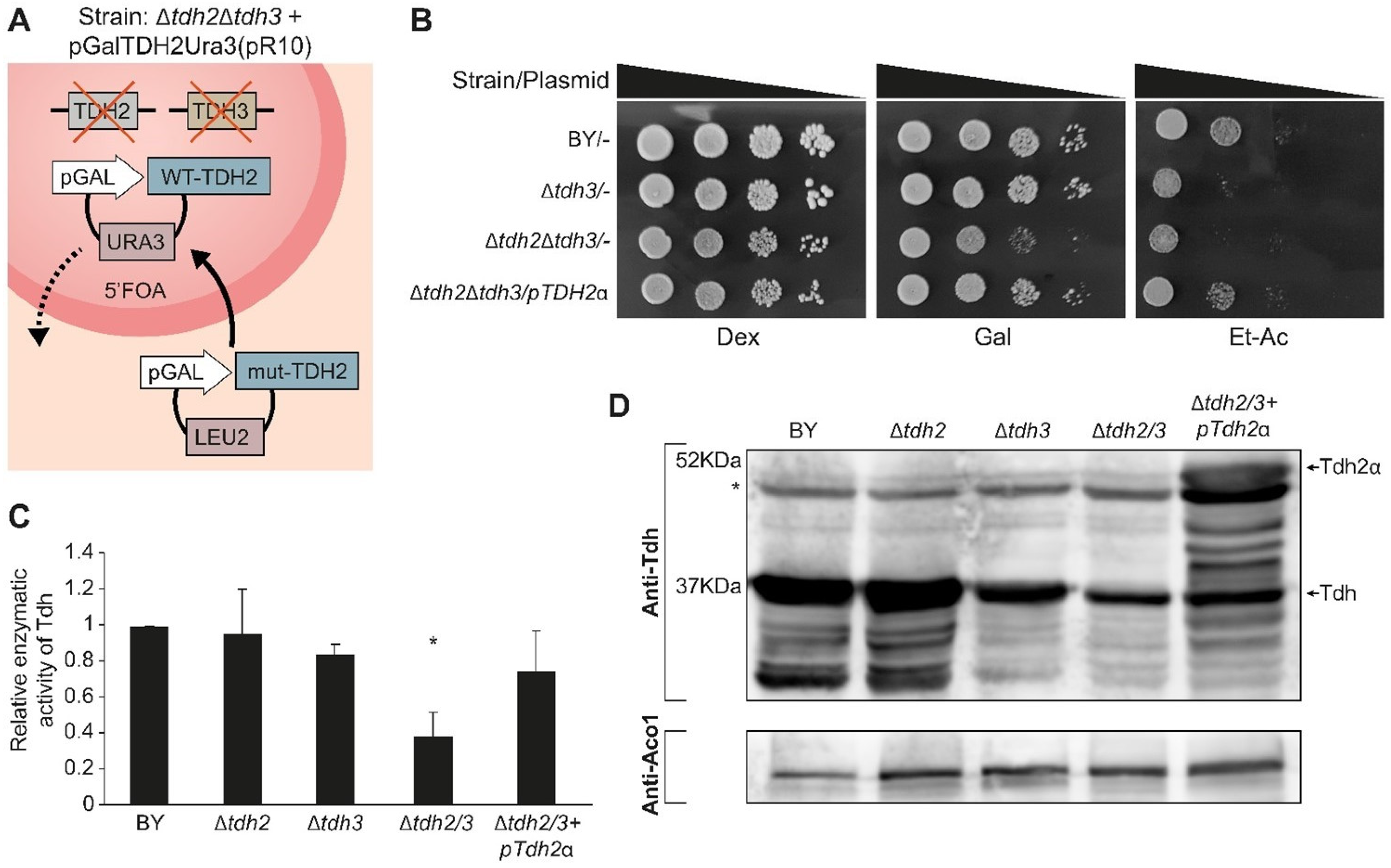 Cells 12 01550 g006 Cells 12 01550 g006