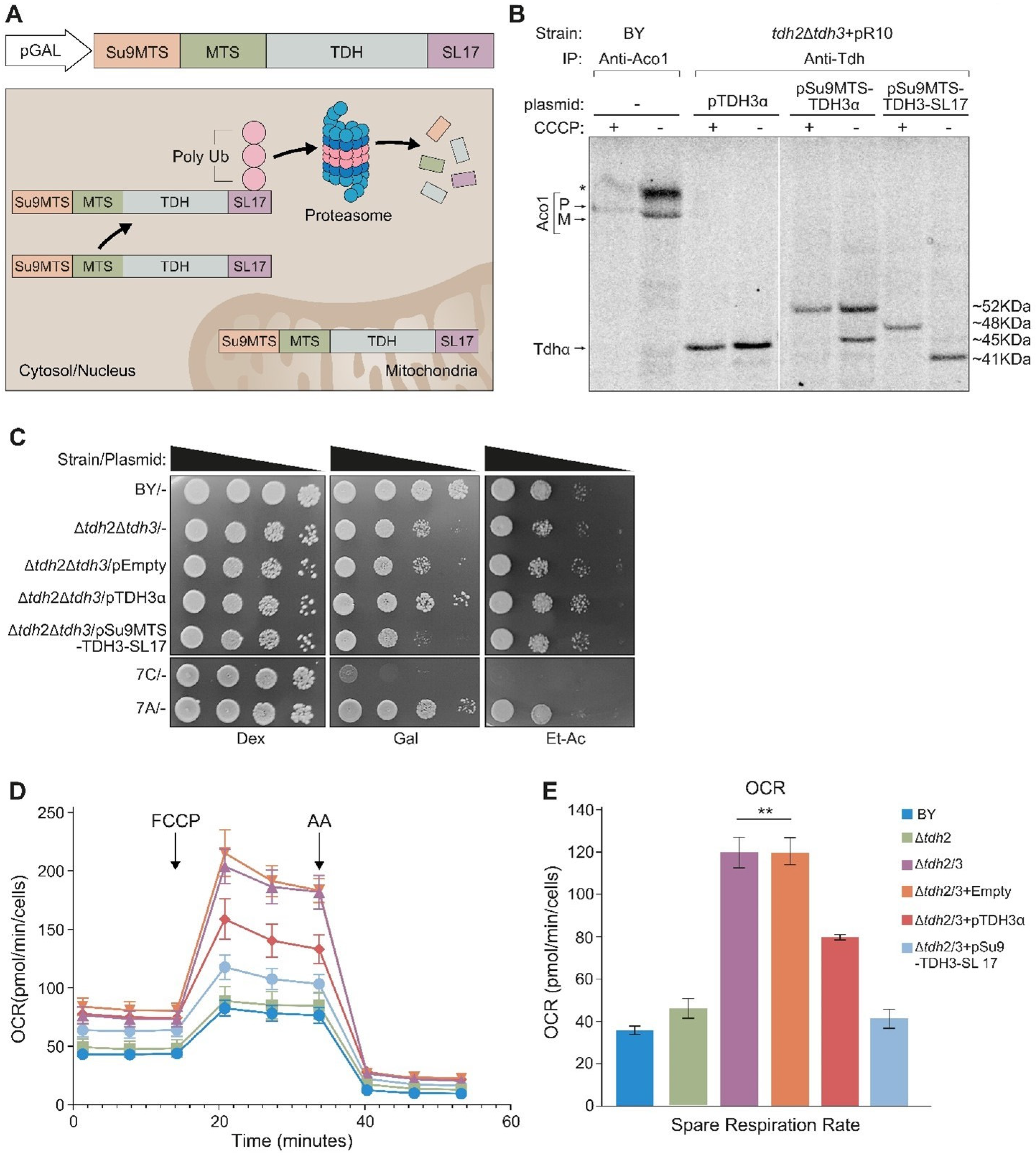 Cells 12 01550 g007 Cells 12 01550 g007