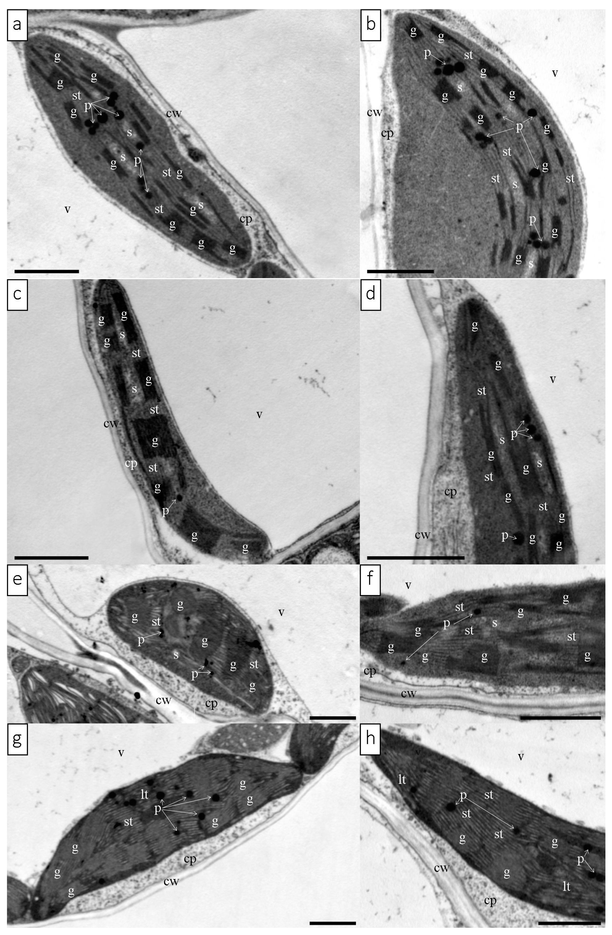 Cells 12 01552 g005 Cells 12 01552 g005
