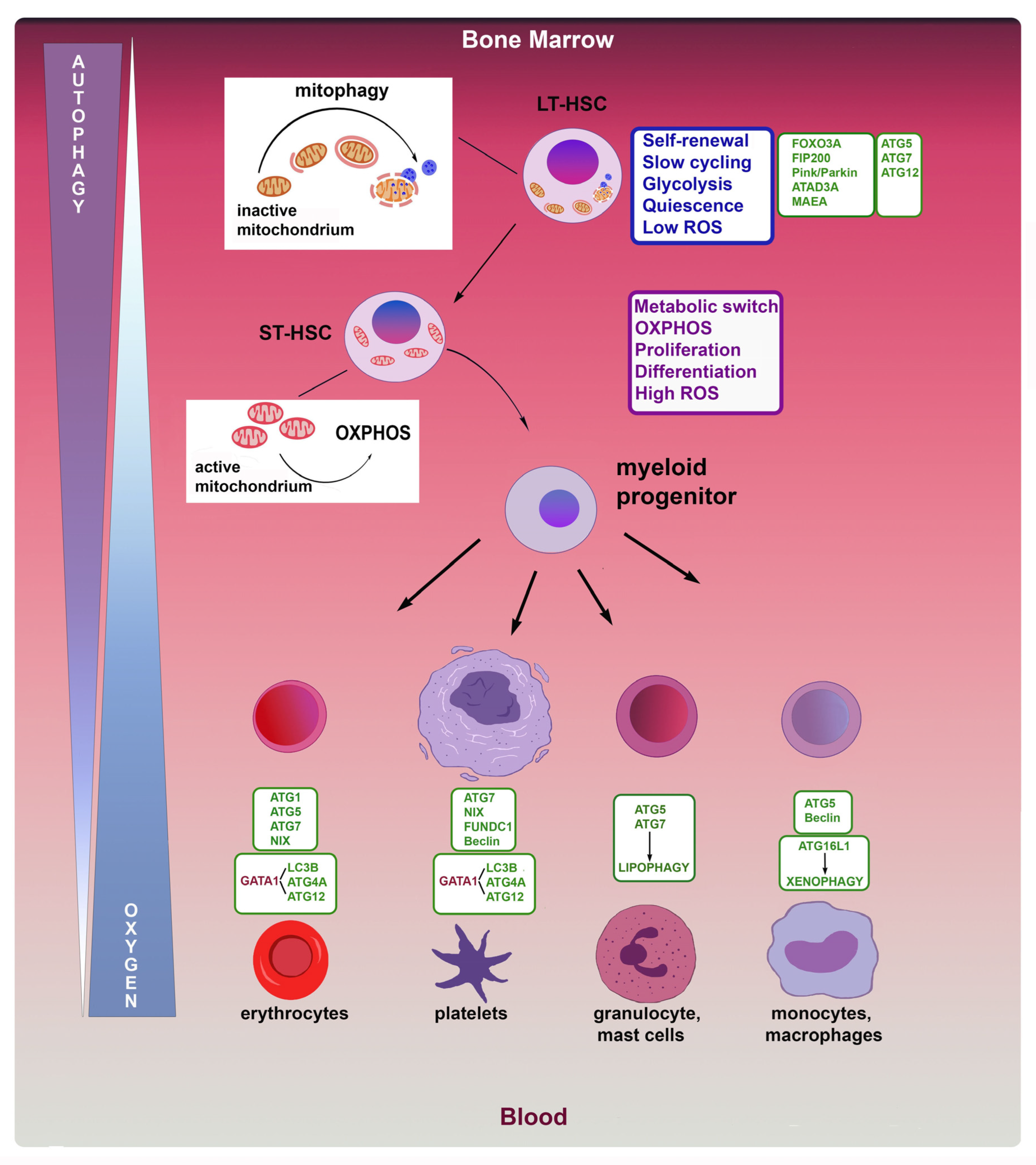 Cells 12 01553 g001 Cells 12 01553 g001