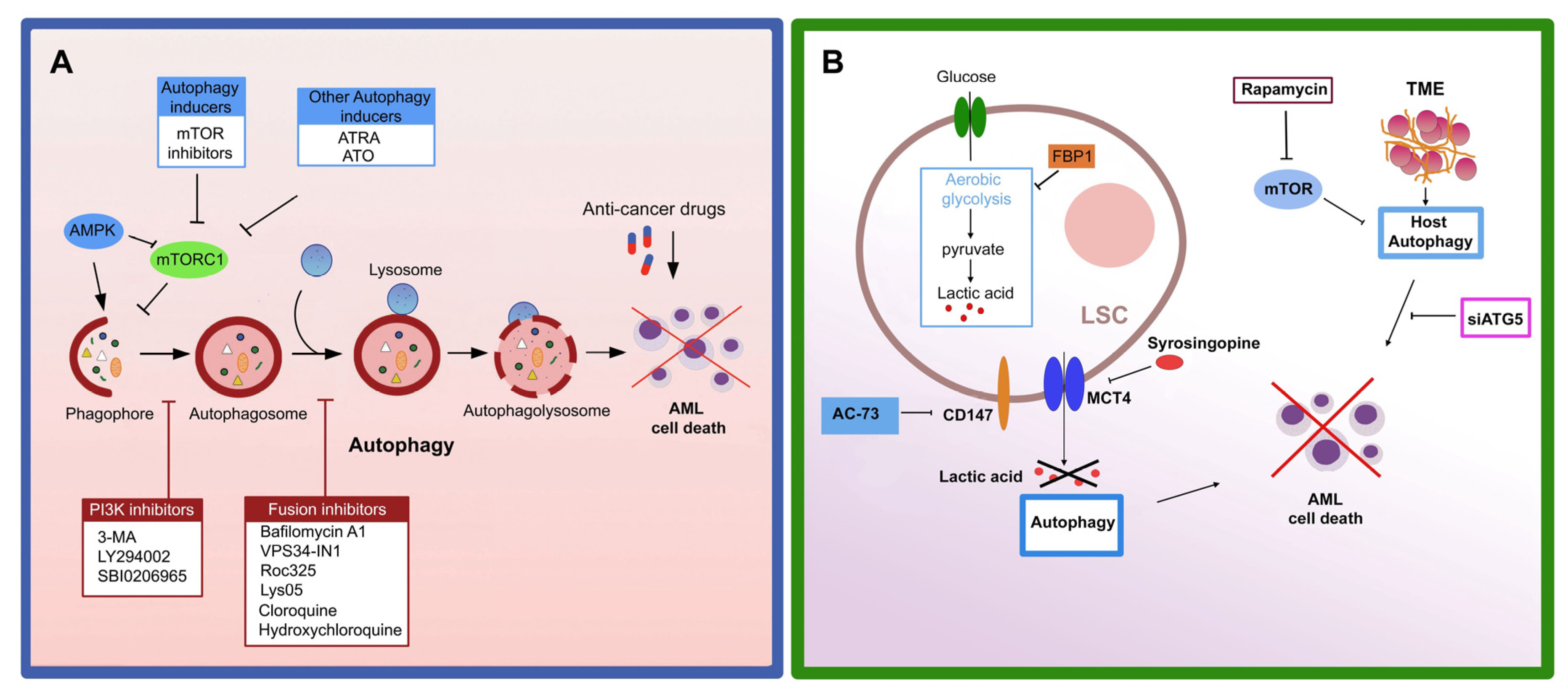Cells 12 01553 g003 Cells 12 01553 g003