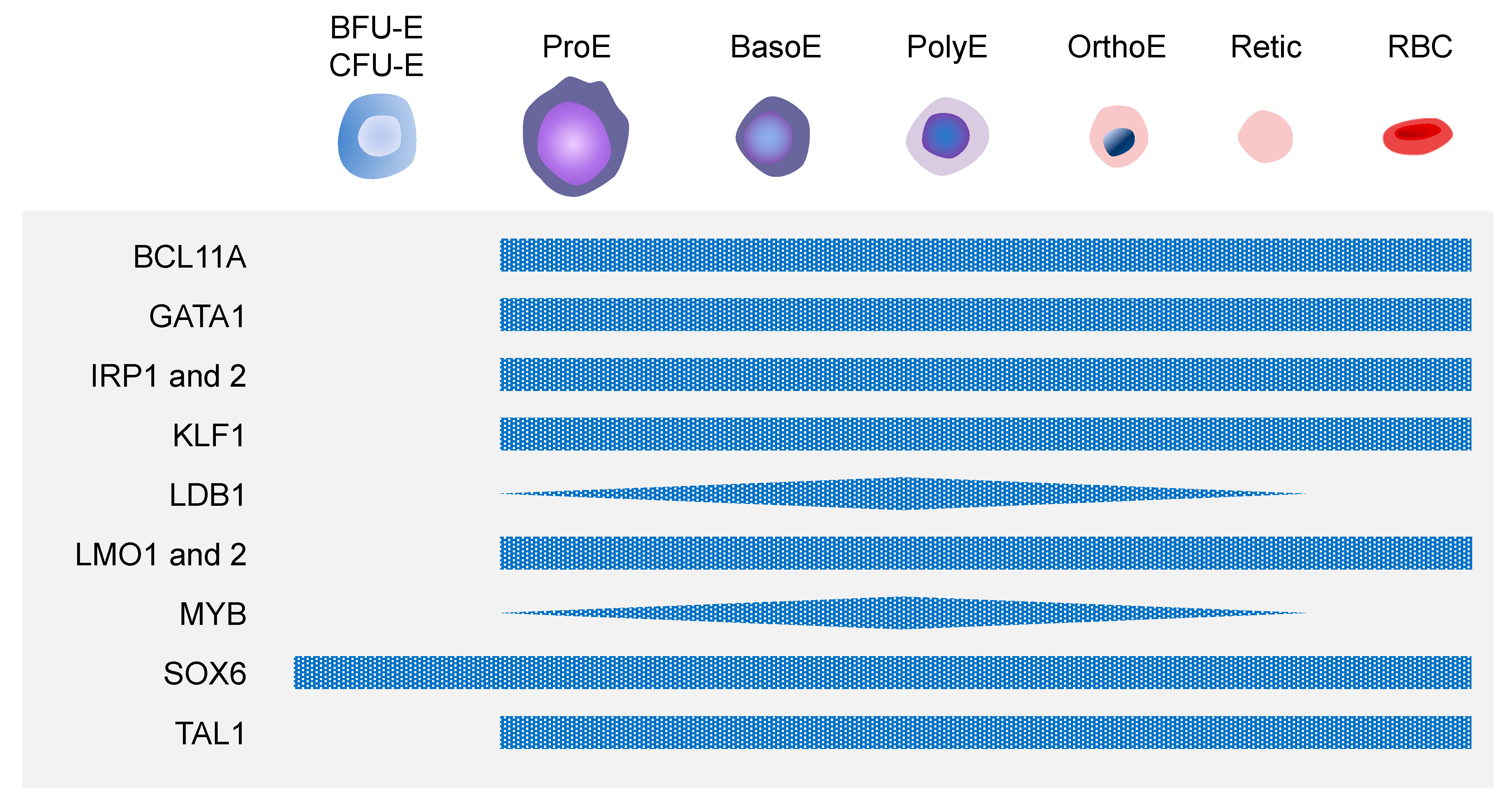 Cells 12 01554 g004 Cells 12 01554 g004
