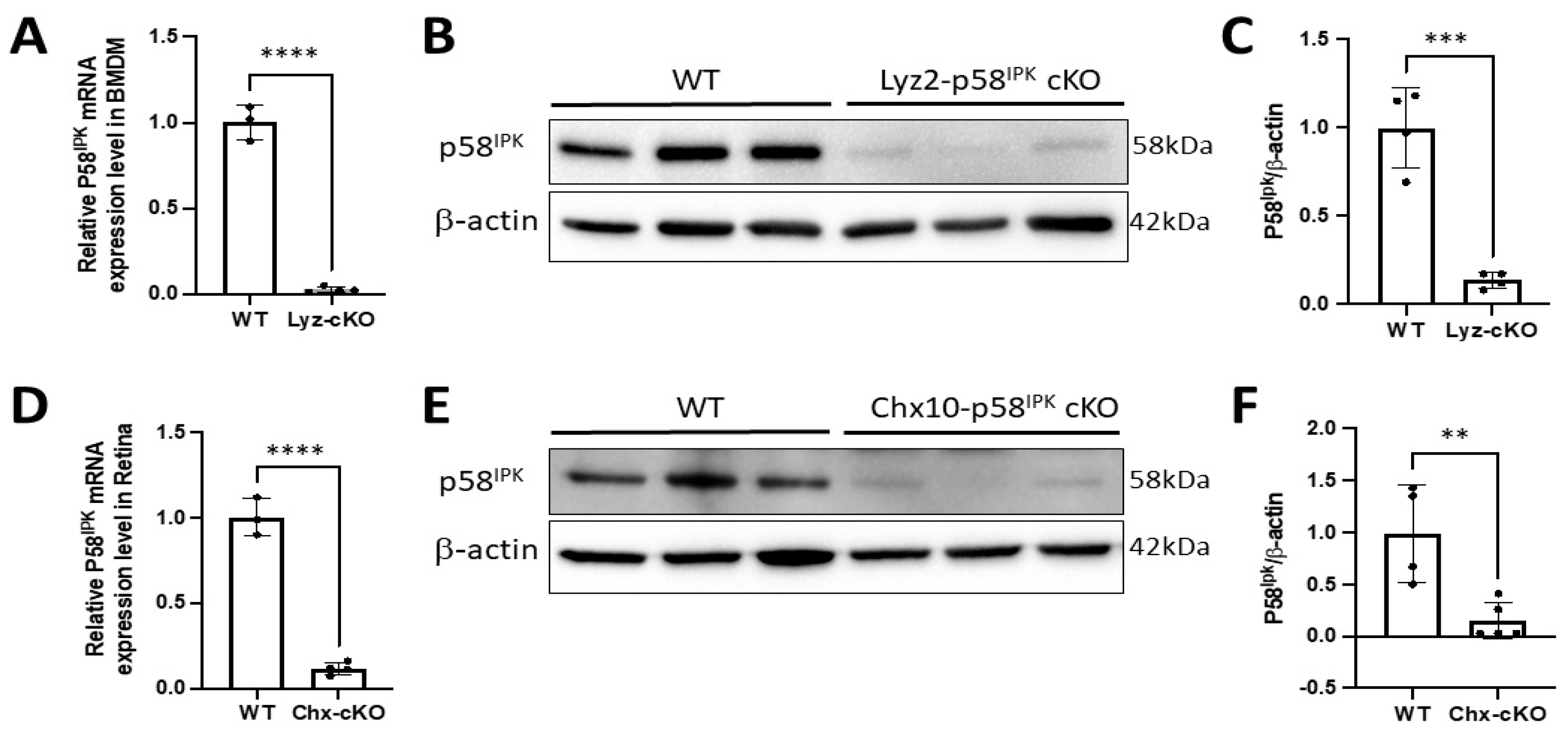Cells 12 01558 g002 Cells 12 01558 g002