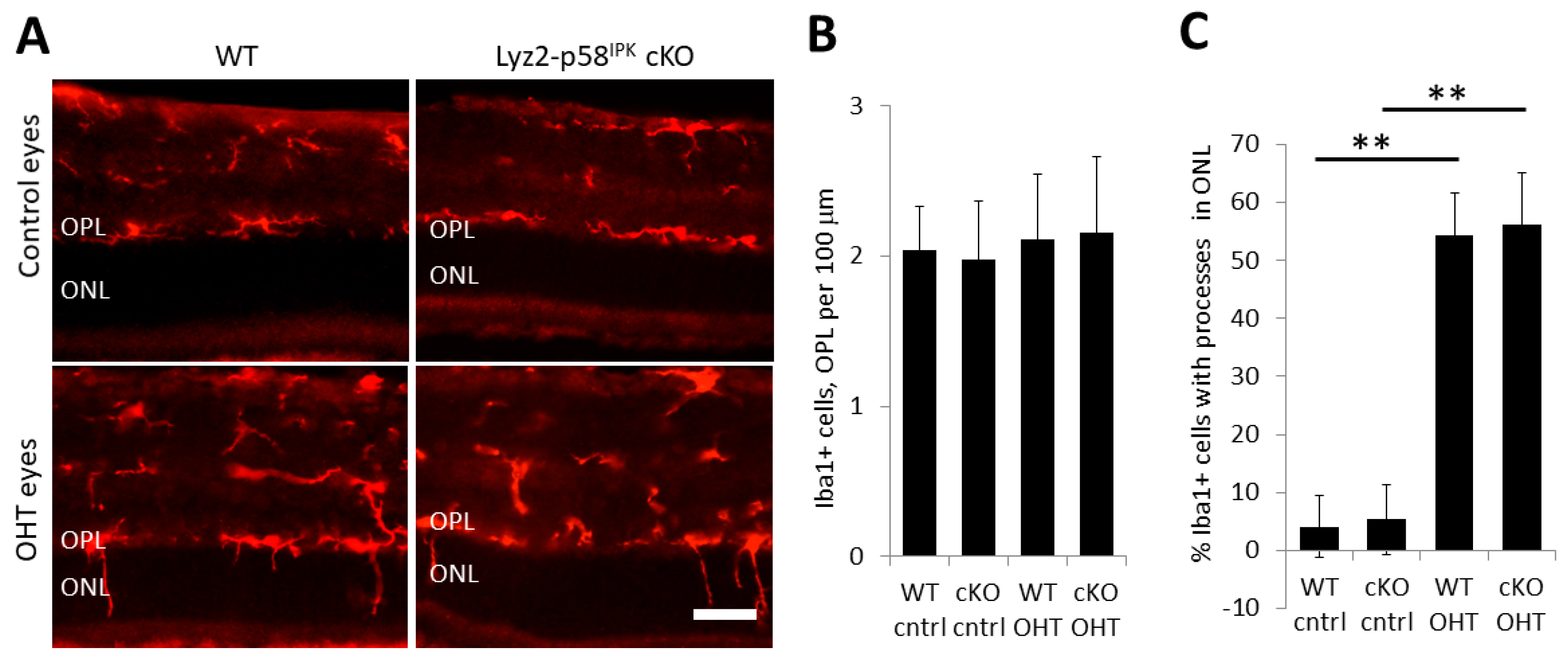 Cells 12 01558 g007 Cells 12 01558 g007