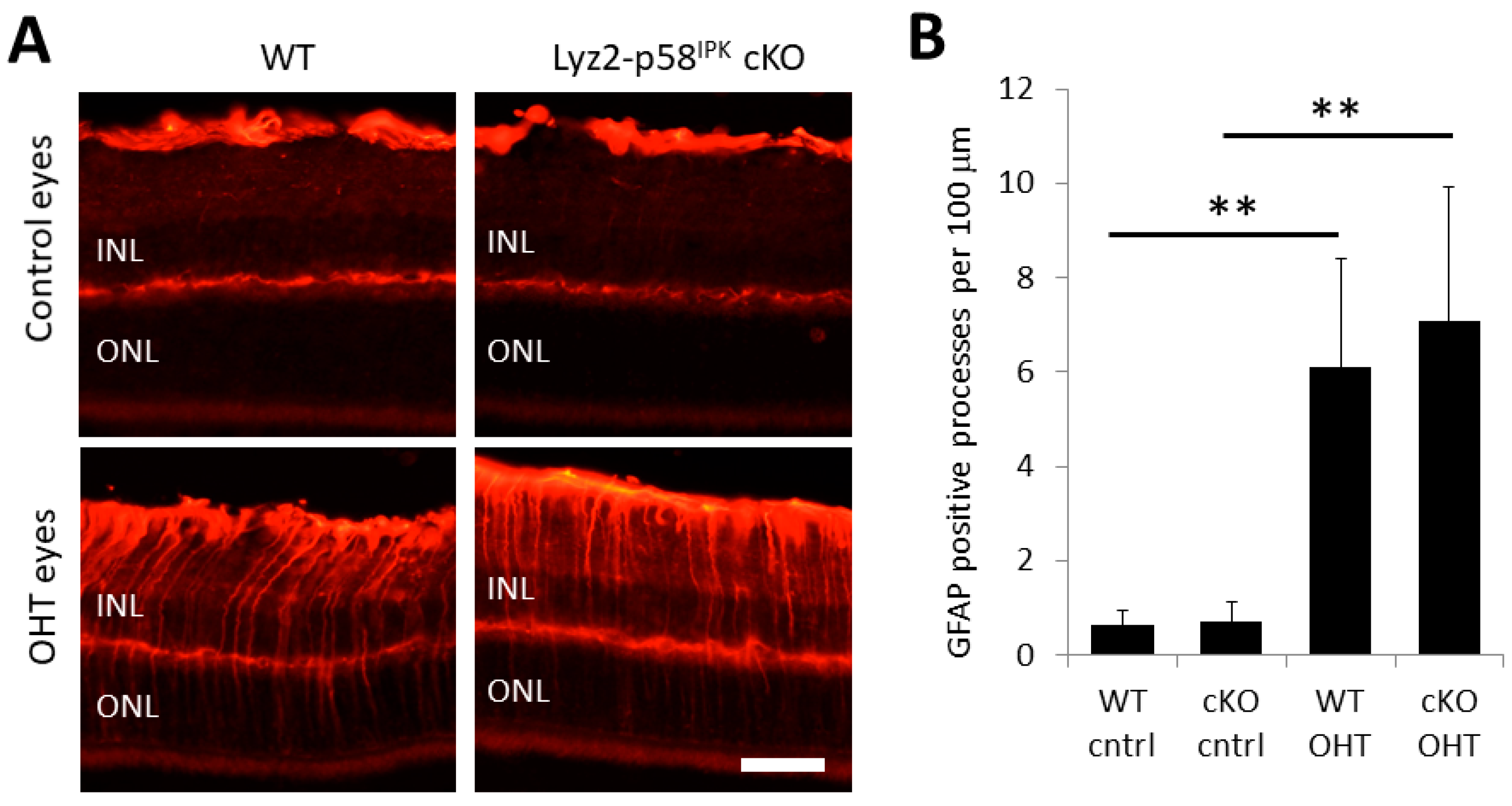 Cells 12 01558 g008 Cells 12 01558 g008
