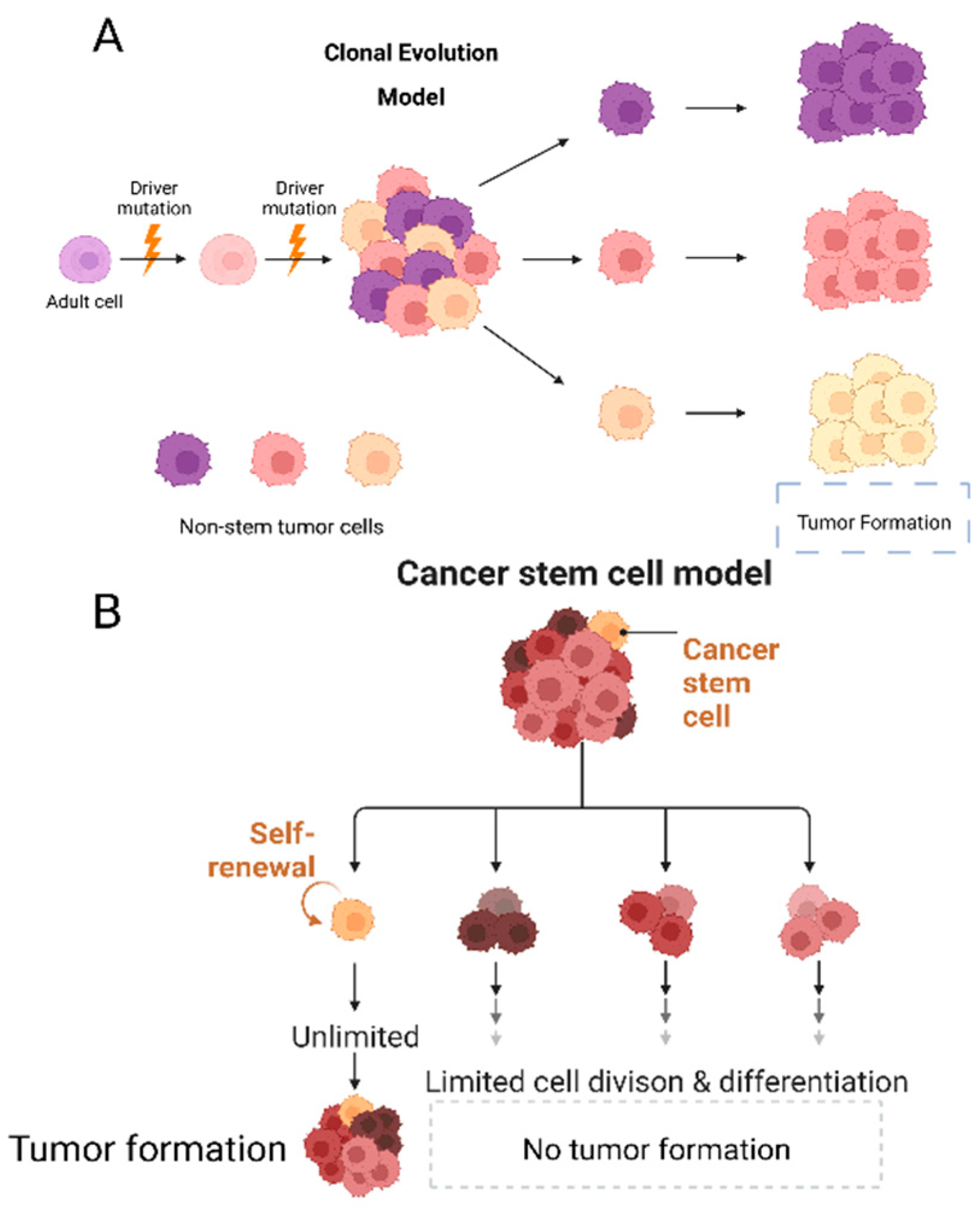 Tumor Microenvironment Role in Pancreatic ... Biology Diagrams