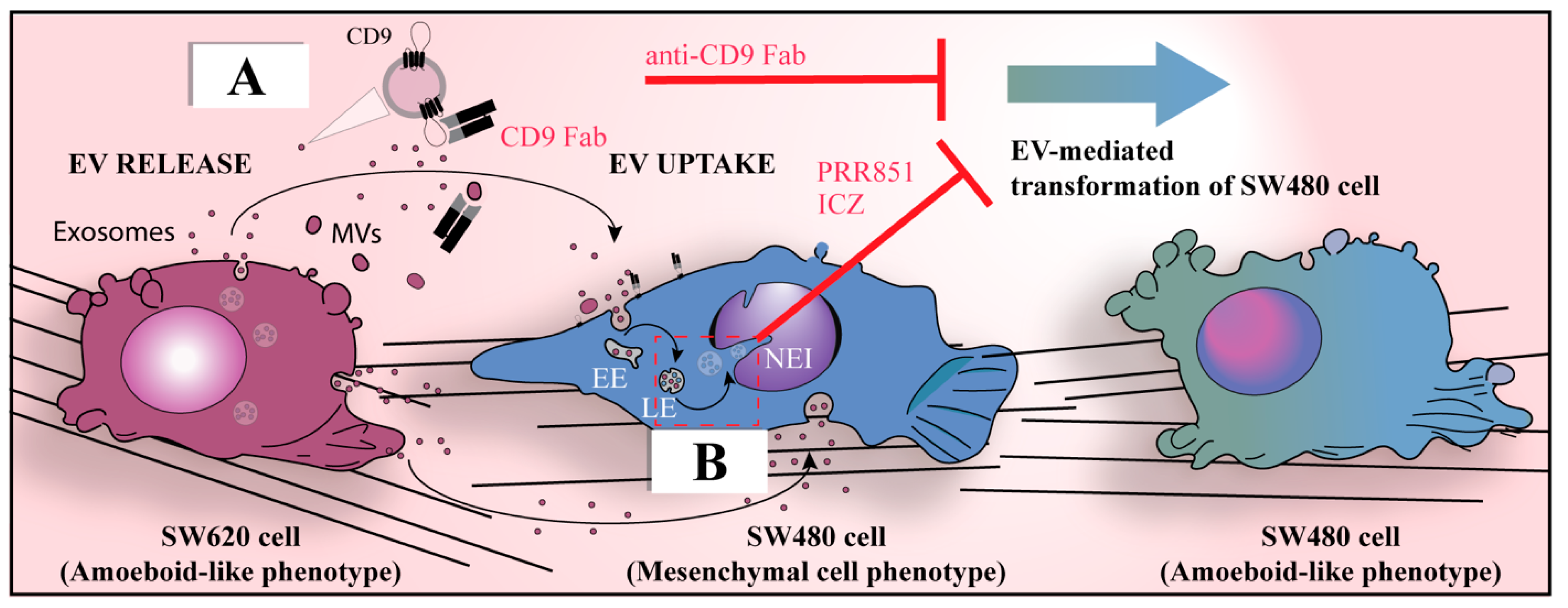 Cells 12 01566 g001 Cells 12 01566 g001