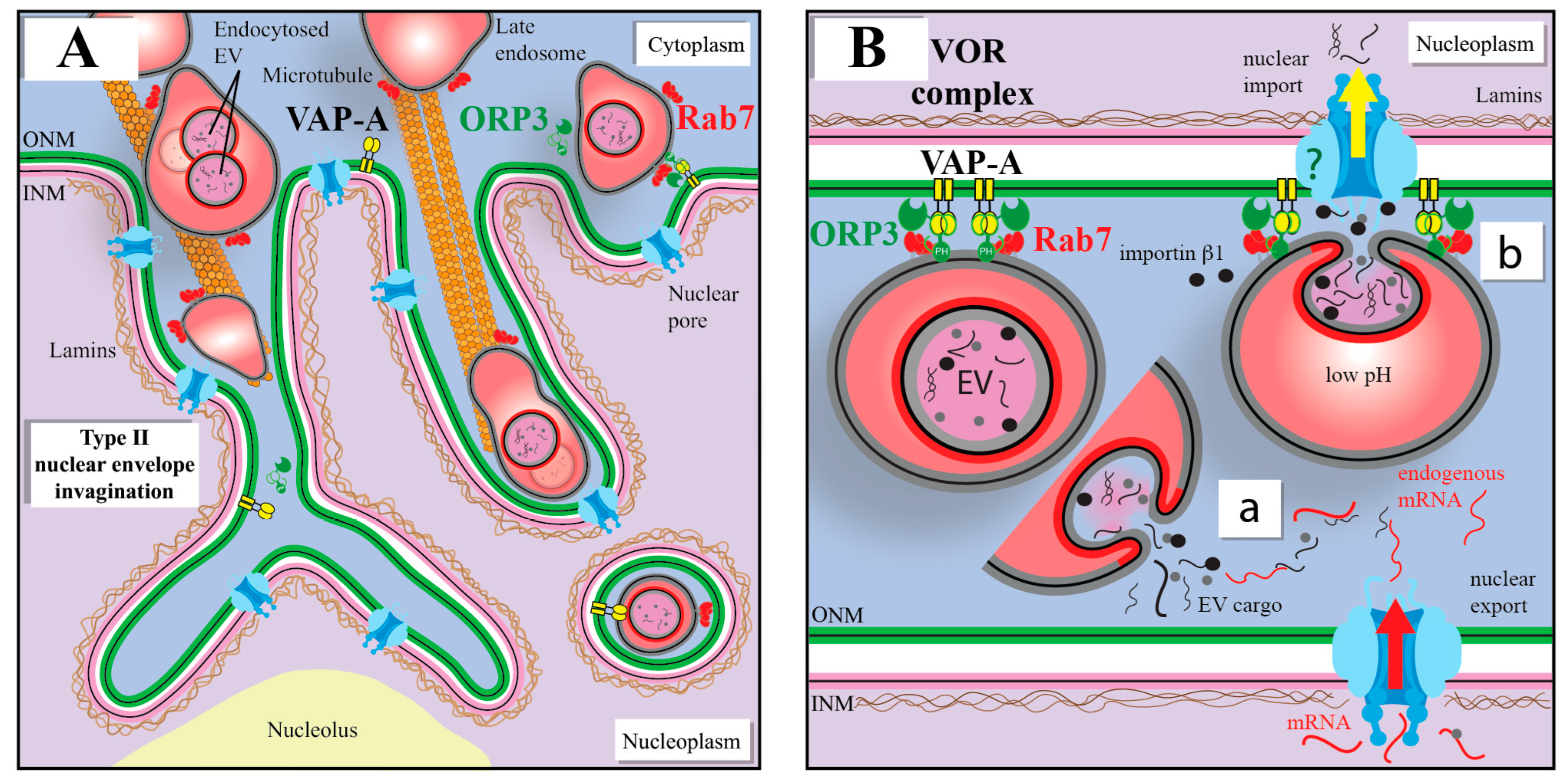 Cells 12 01566 g005 Cells 12 01566 g005