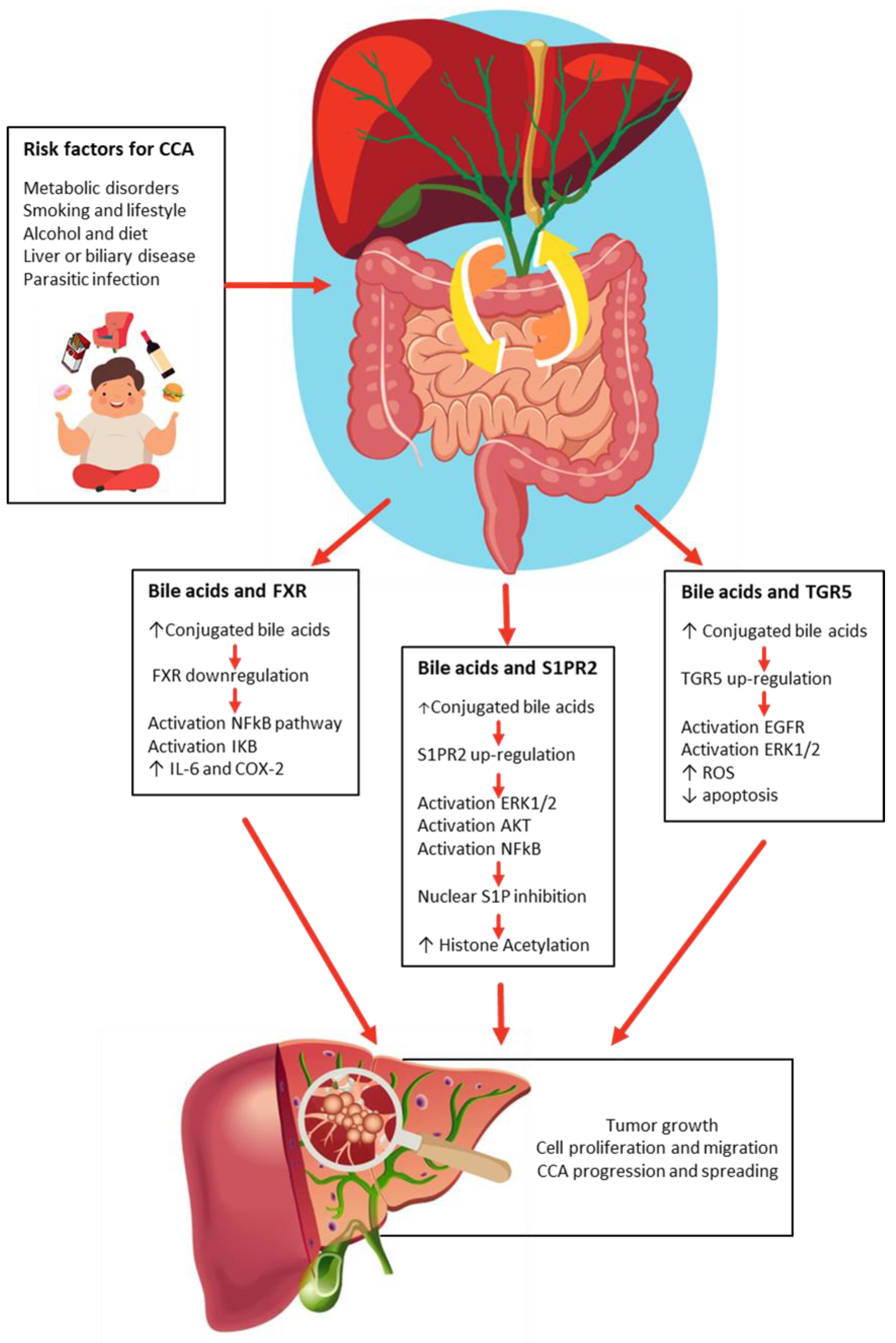 Cells 12 01576 g002 Cells 12 01576 g002