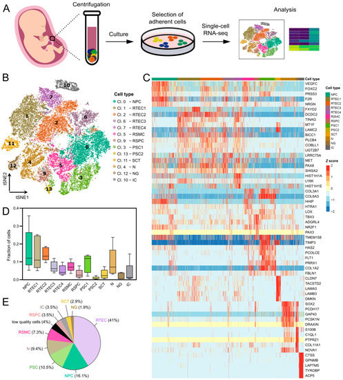 scRNA-Seq of Cultured Human Amniotic Fluid from Fetuses with Spina ...