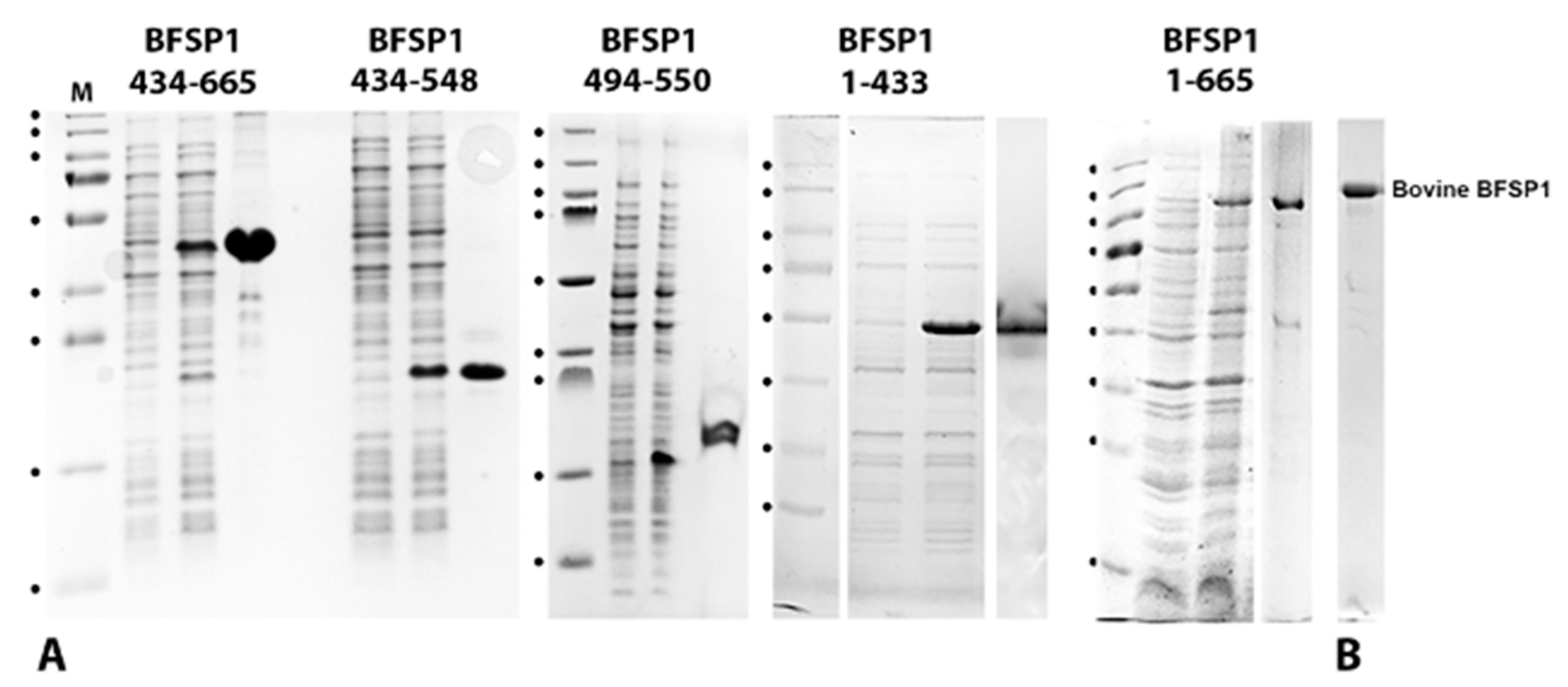 Cells 12 01580 g003 Cells 12 01580 g003