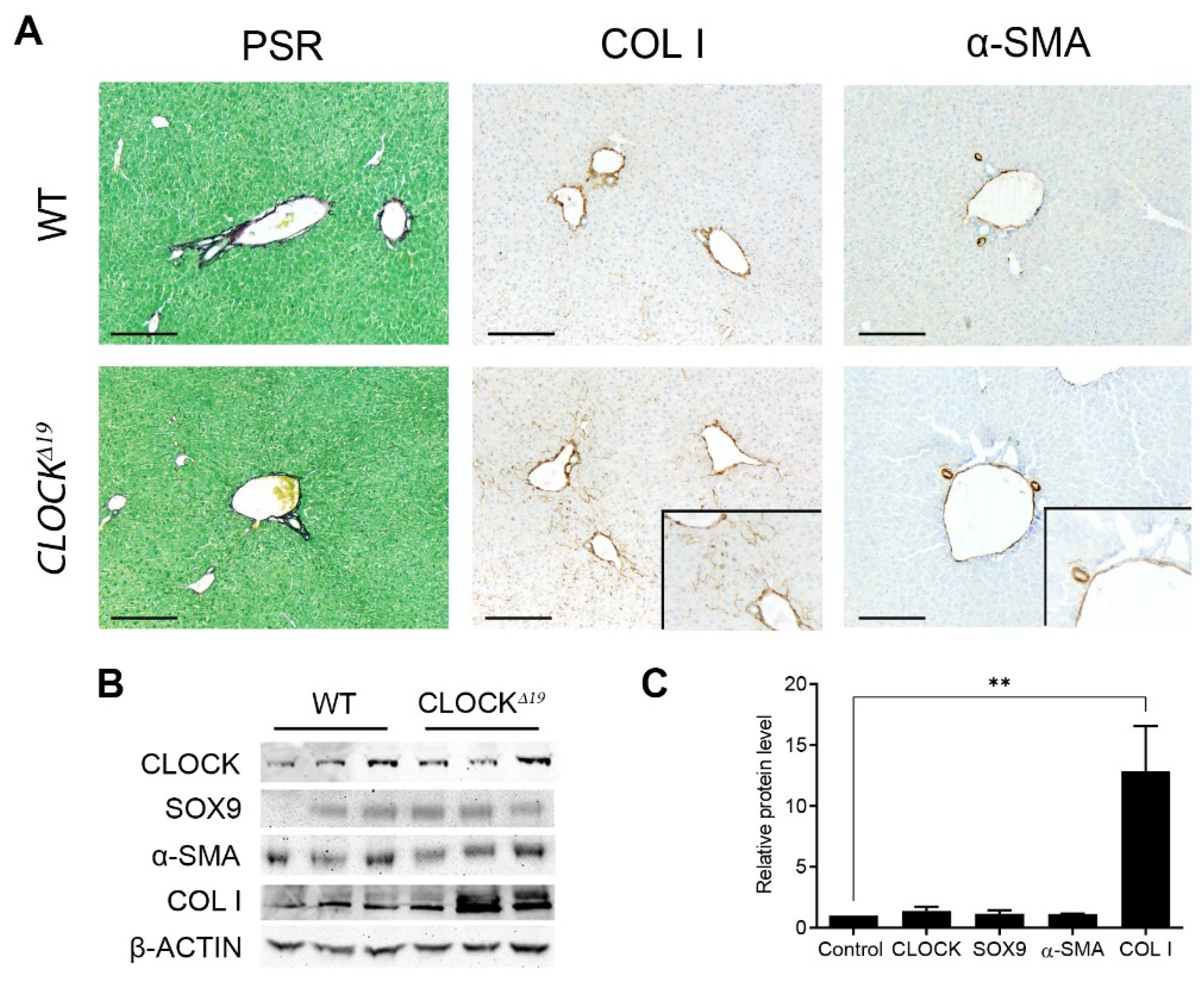 Cells 12 01582 g001 Cells 12 01582 g001