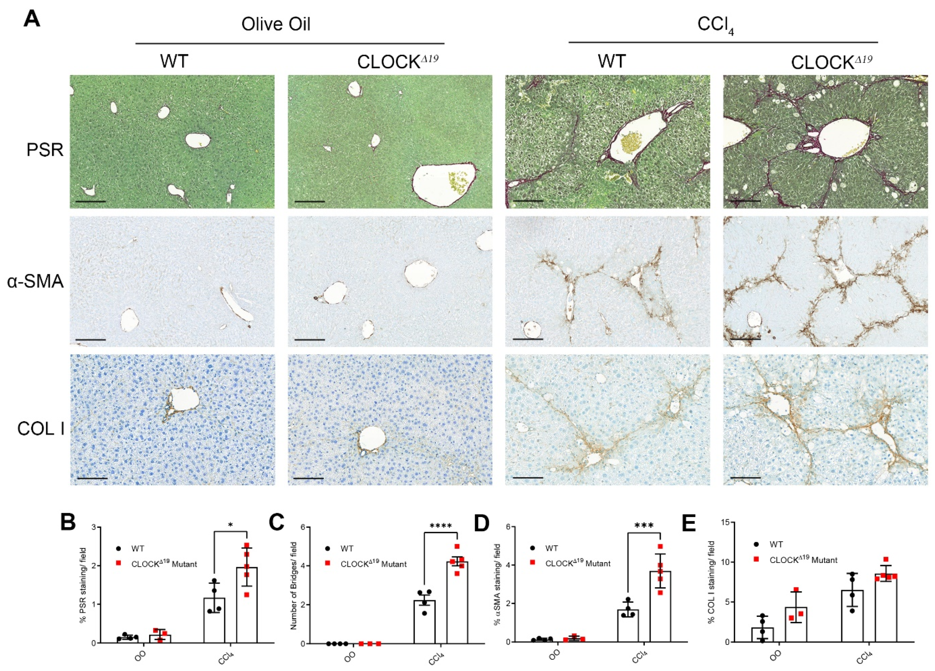 Cells 12 01582 g002 Cells 12 01582 g002