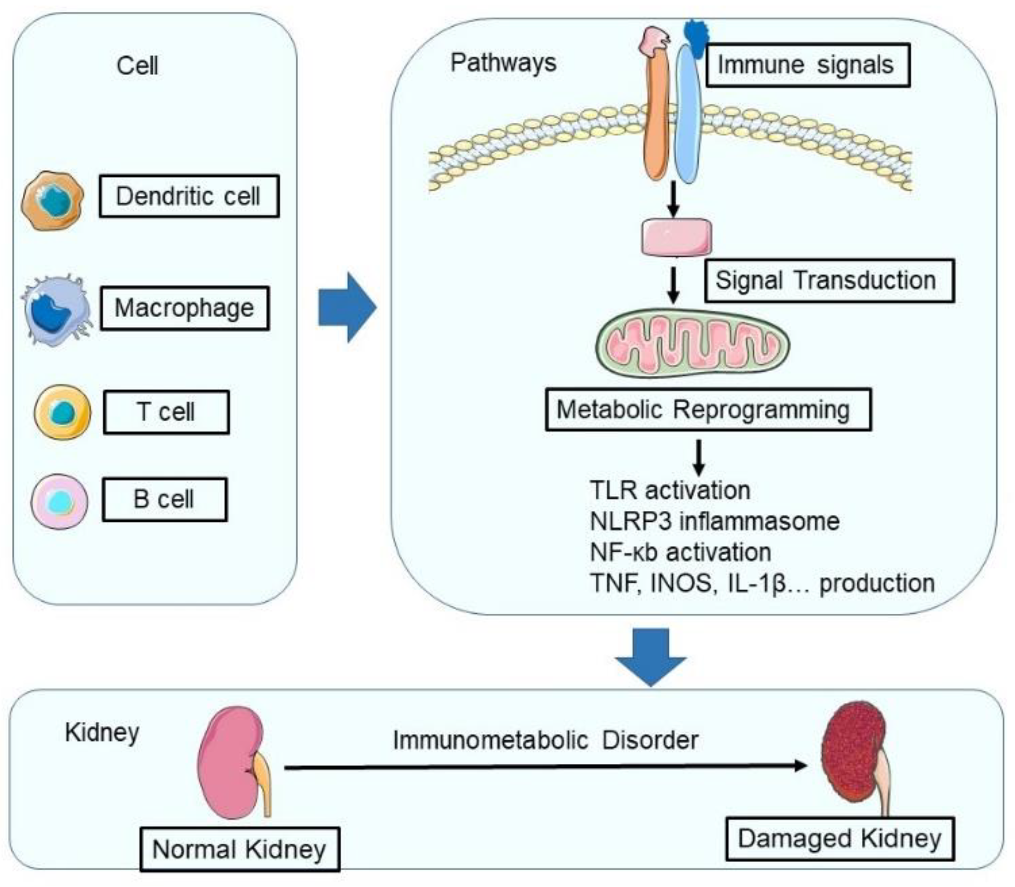gabapentin metabolism kidney