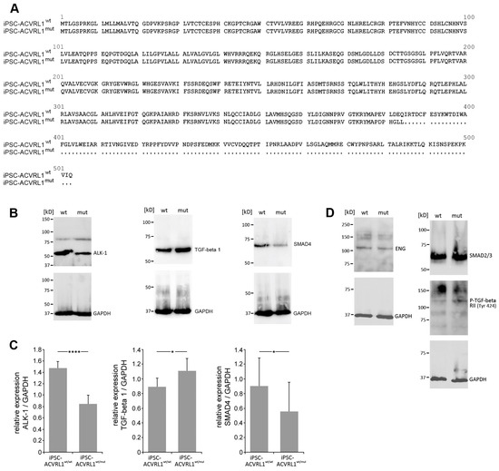 Generation of a Syngeneic Heterozygous ACVRL1(wt/mut