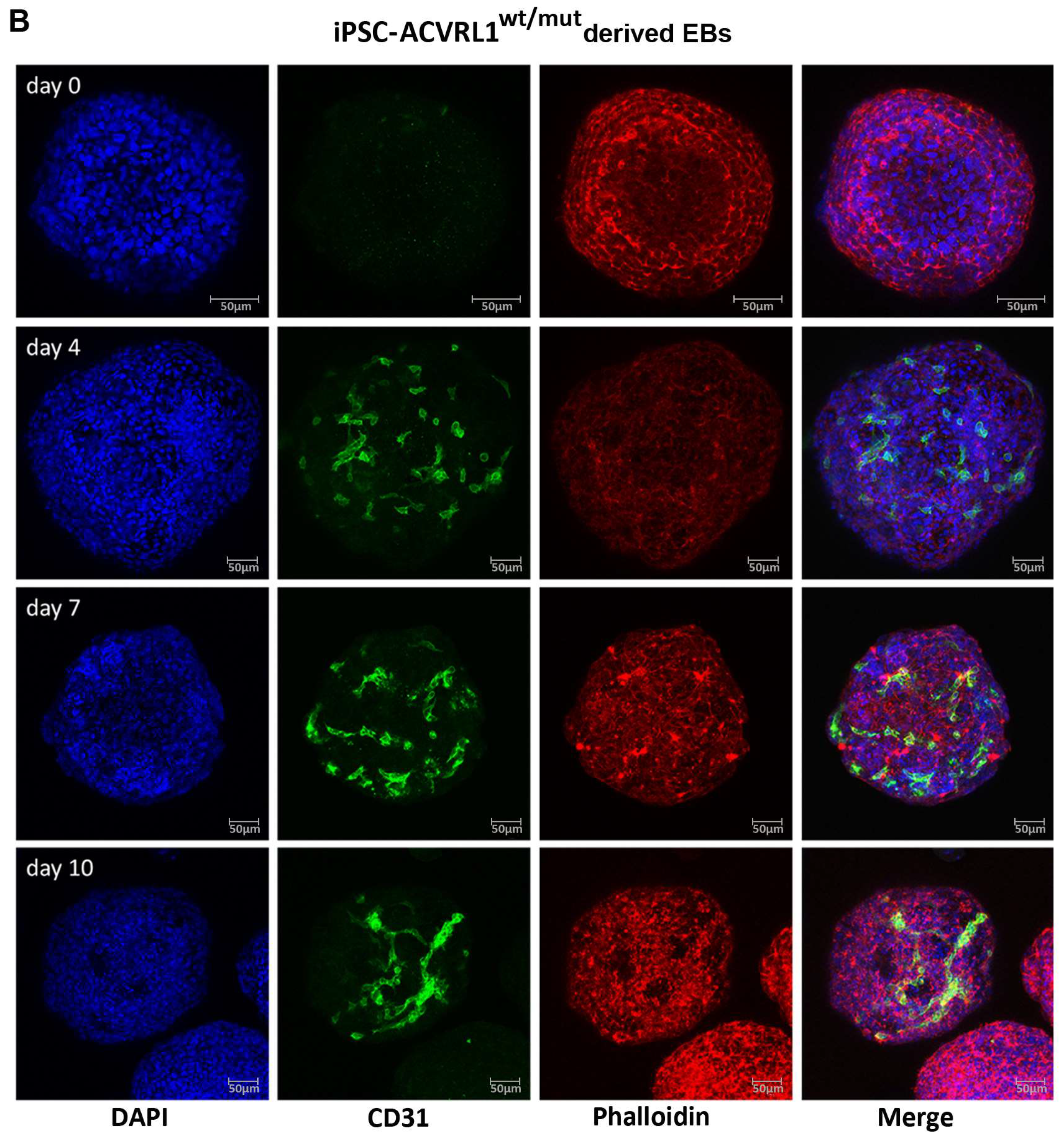 Cells 12 01600 g005b