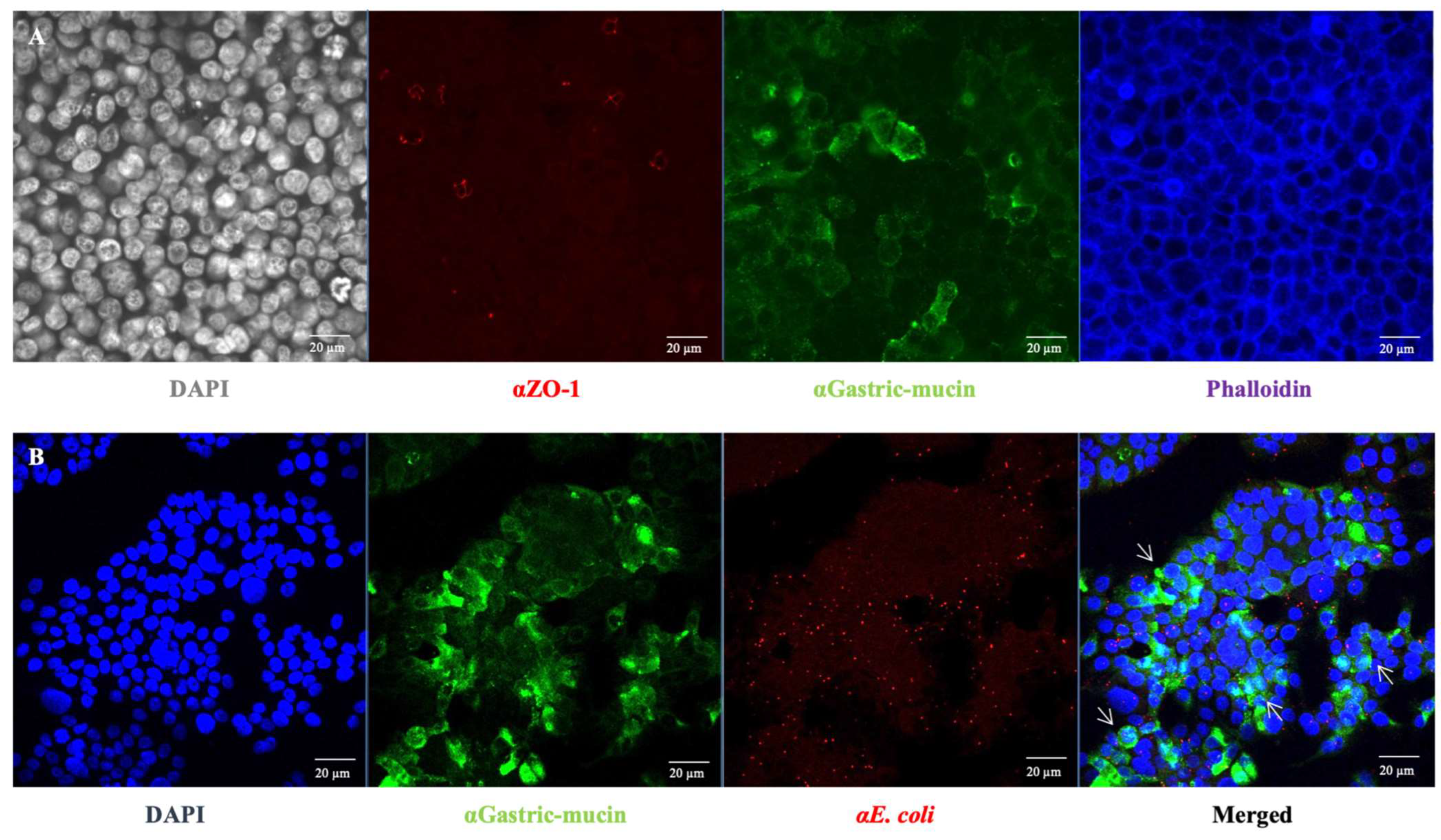 Cells 12 01634 g004 Cells 12 01634 g004