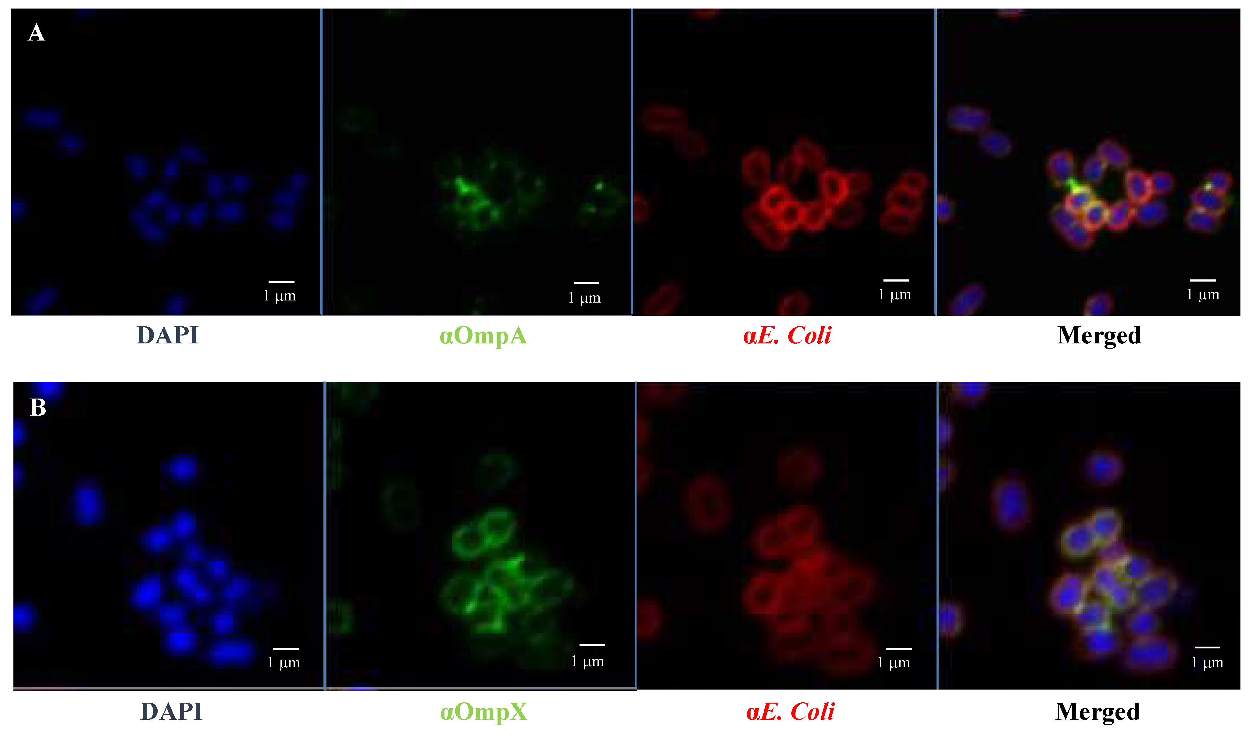 Cells 12 01634 g007 Cells 12 01634 g007