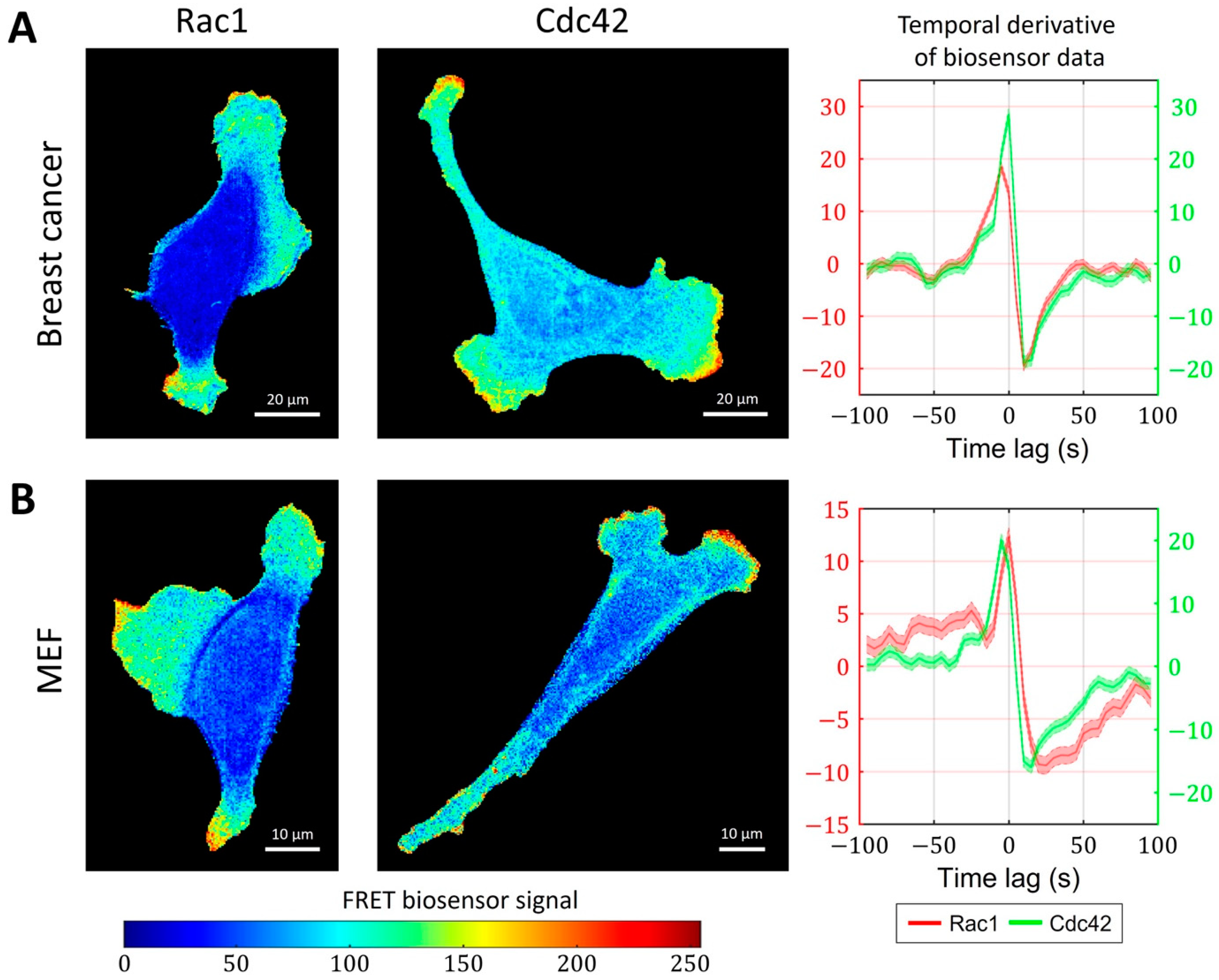 Cells 12 01638 g006 Cells 12 01638 g006